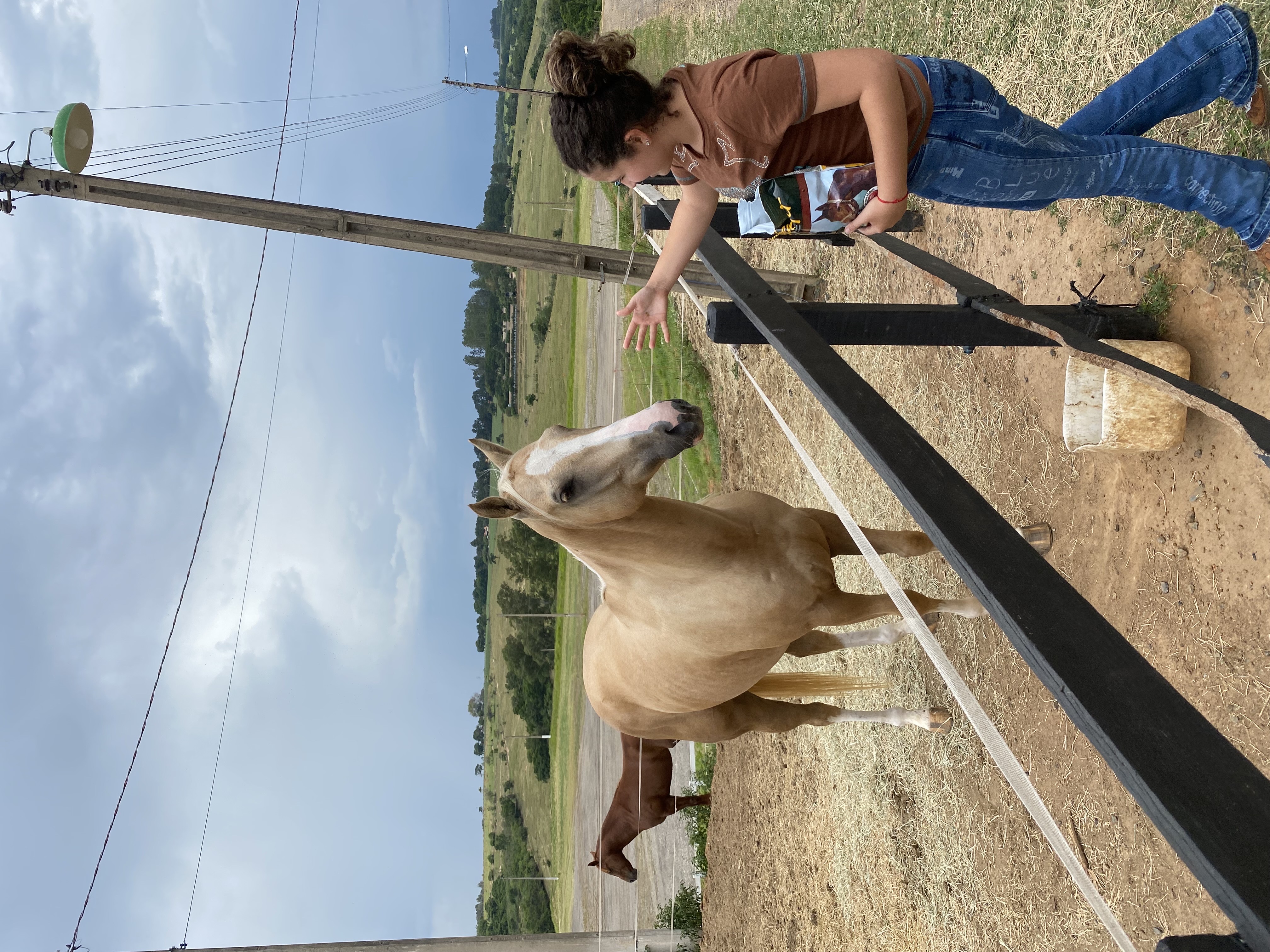 vendo cavalo quarto de milha 3 tambor