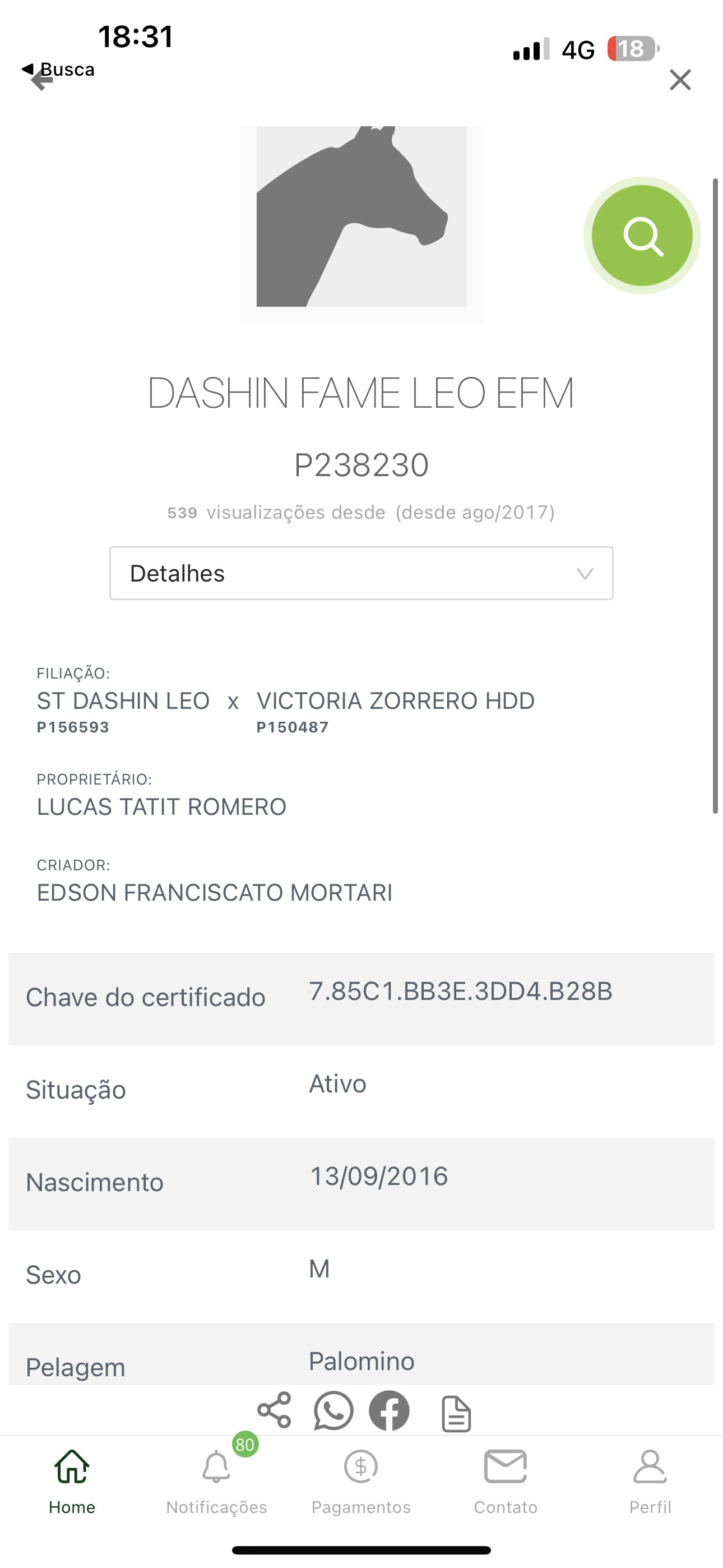 vendo cavalo quarto de milha 3 tambor