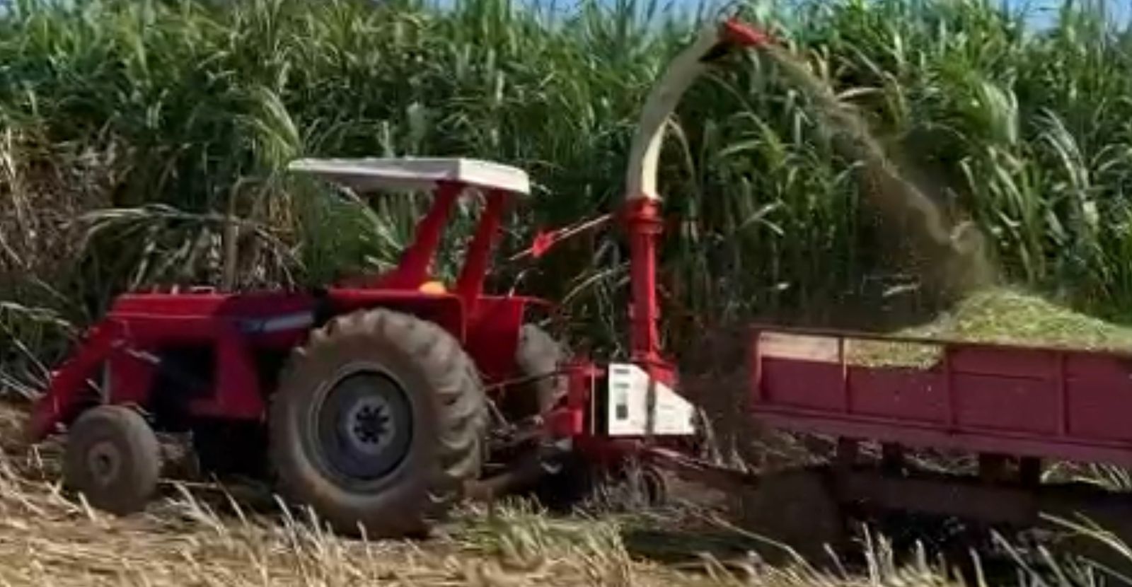 Trator Massey Ferguson 275 com Capota, Motor Feito (50H), Direção H, Lâmina Baldan e Comando Duplo!