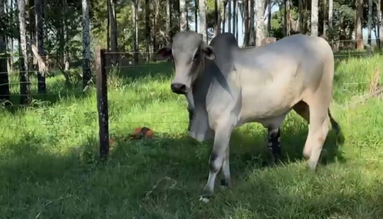 Touro Nelore PO MRTV32