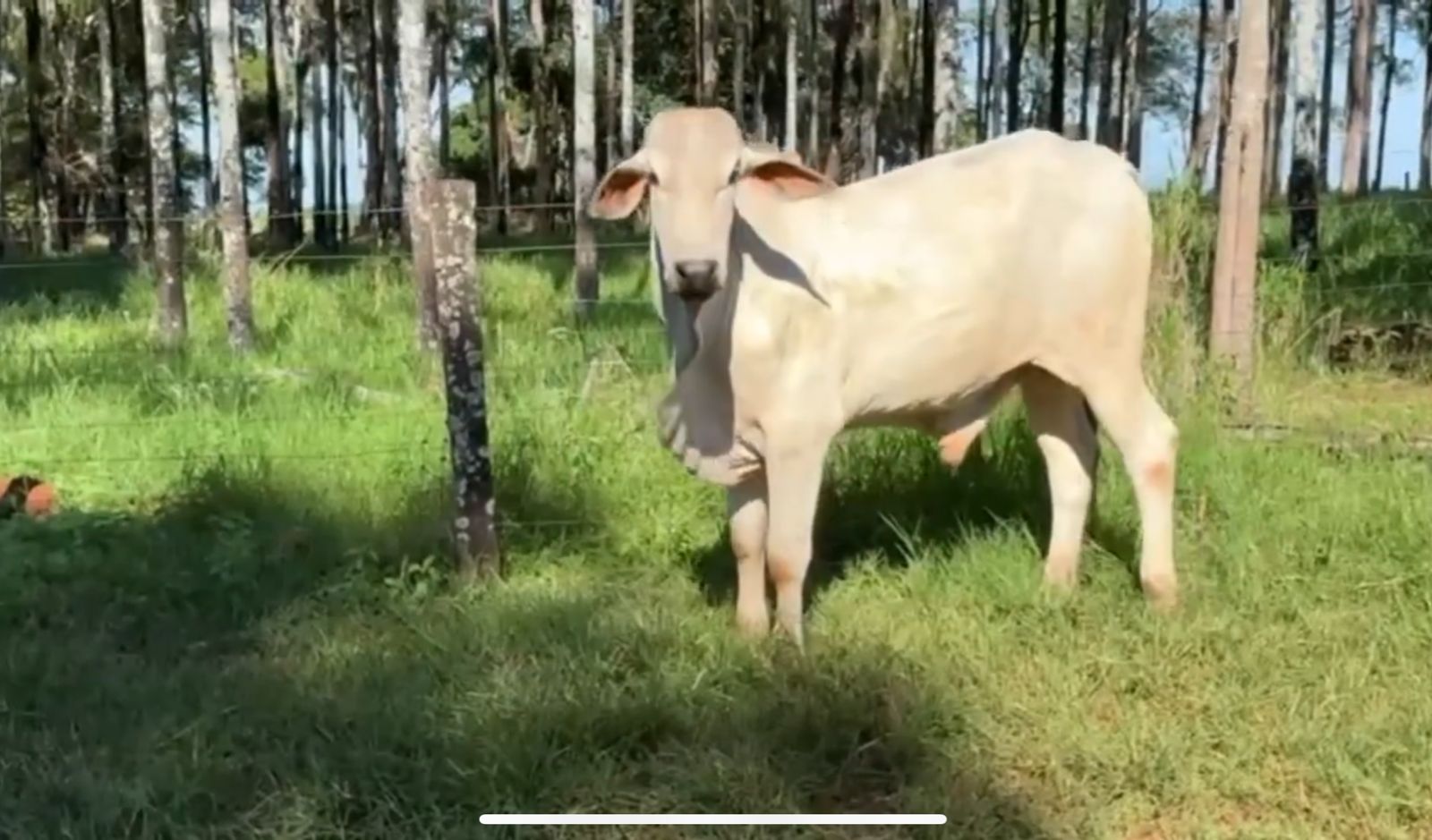 Touro Nelore PO MRTV42