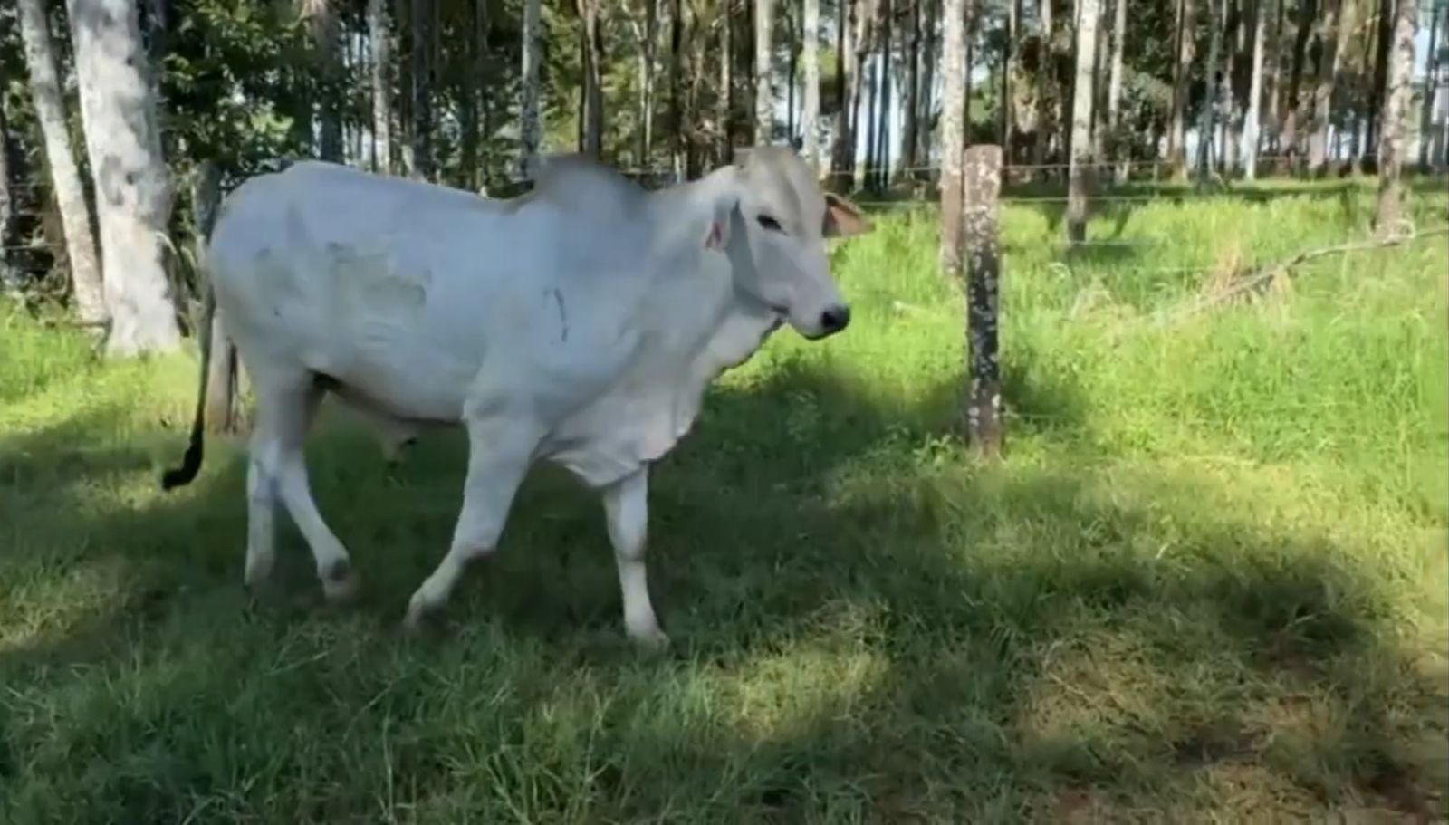 Touro Nelore PO MRTV42