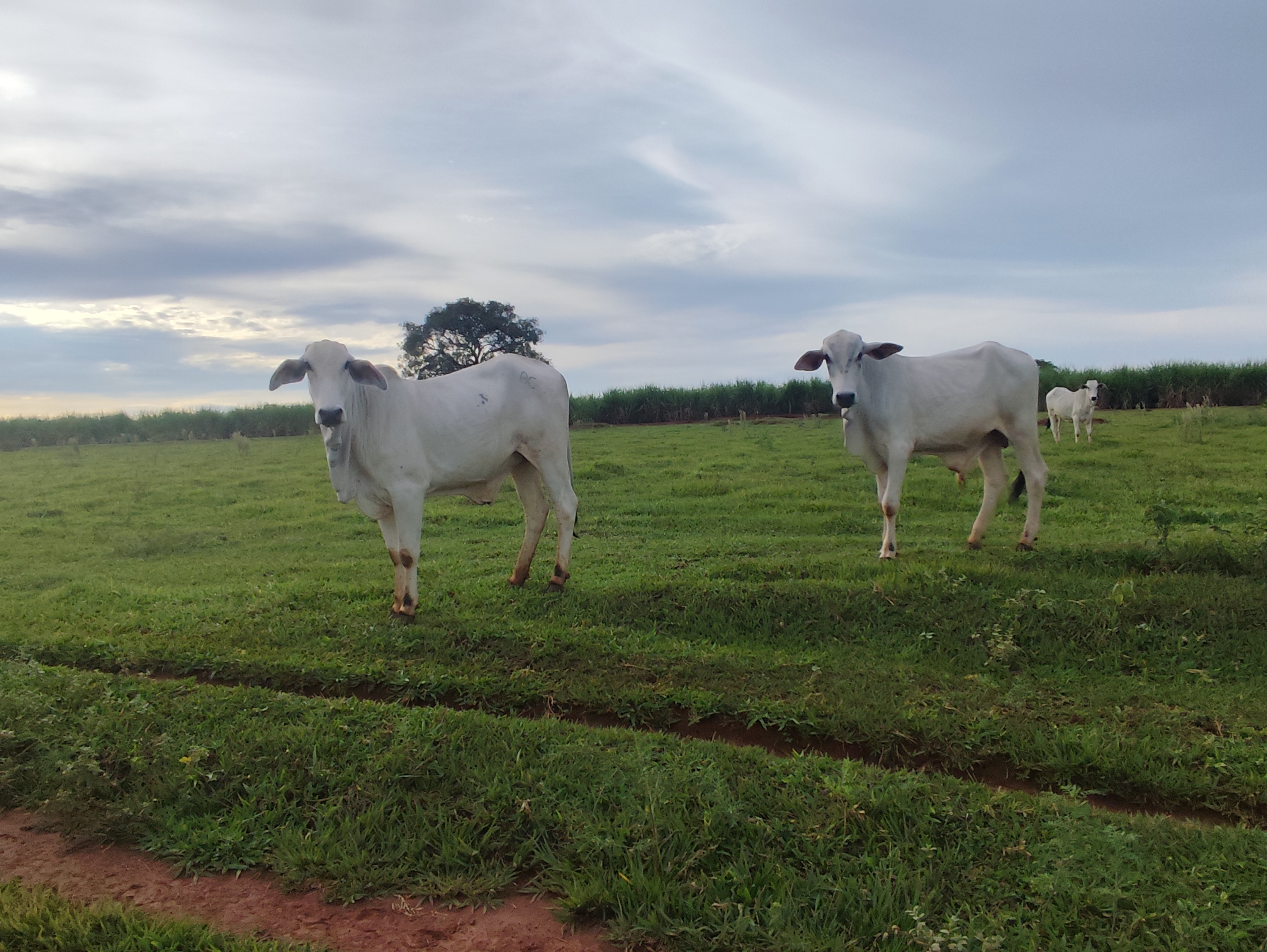 vendo 2 garrotes média de 9,5 arrobas