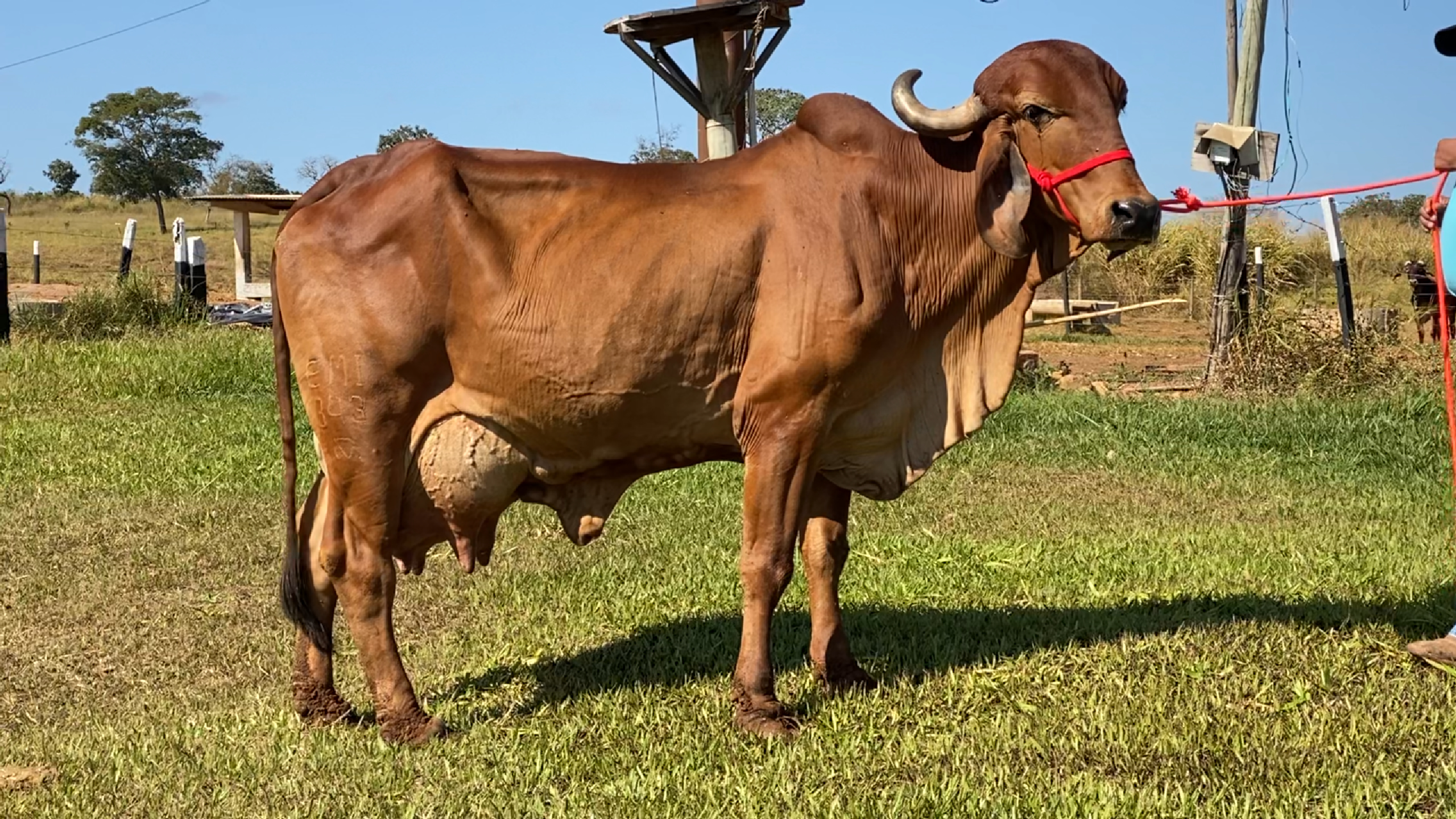 KAMILA E. MILAGRE - EMI 343