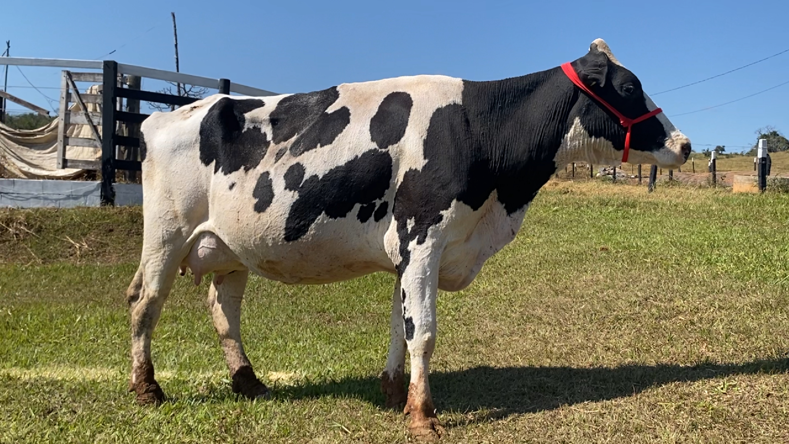 VACA HOLANDESA - BRINCO 431