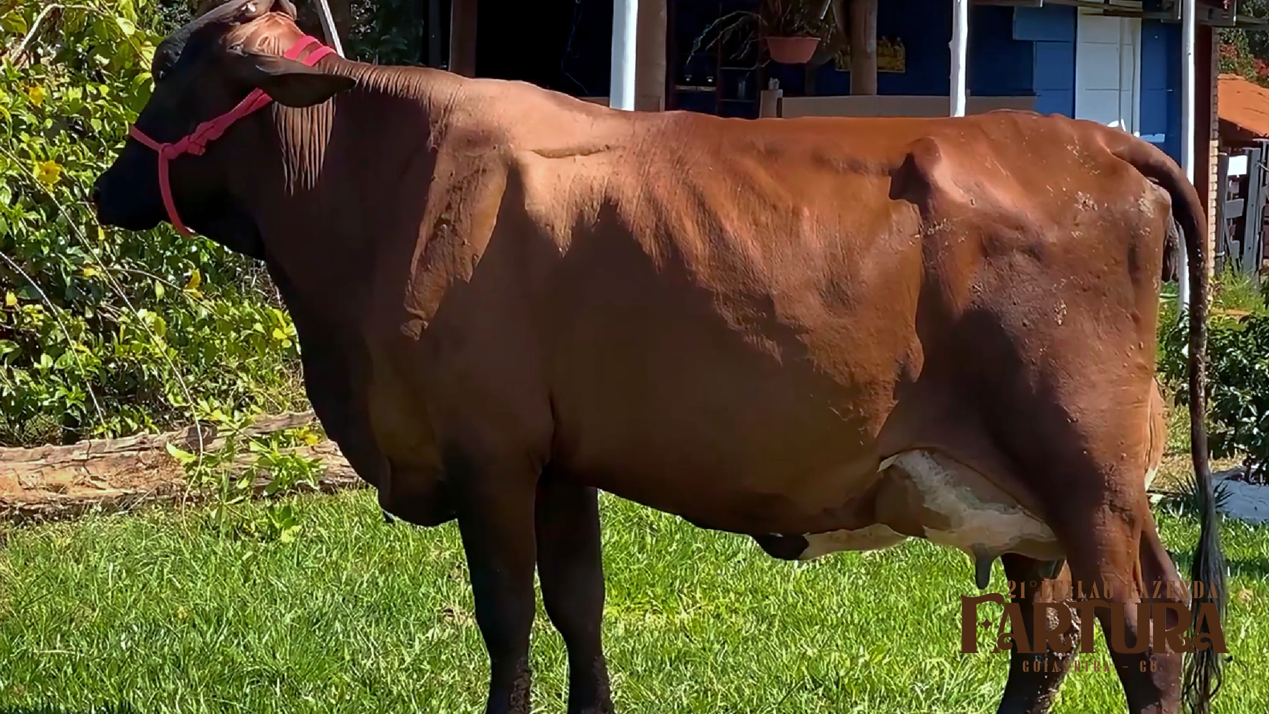 VACA GIIROLANDO VERMELHA ( BRINCO 169)