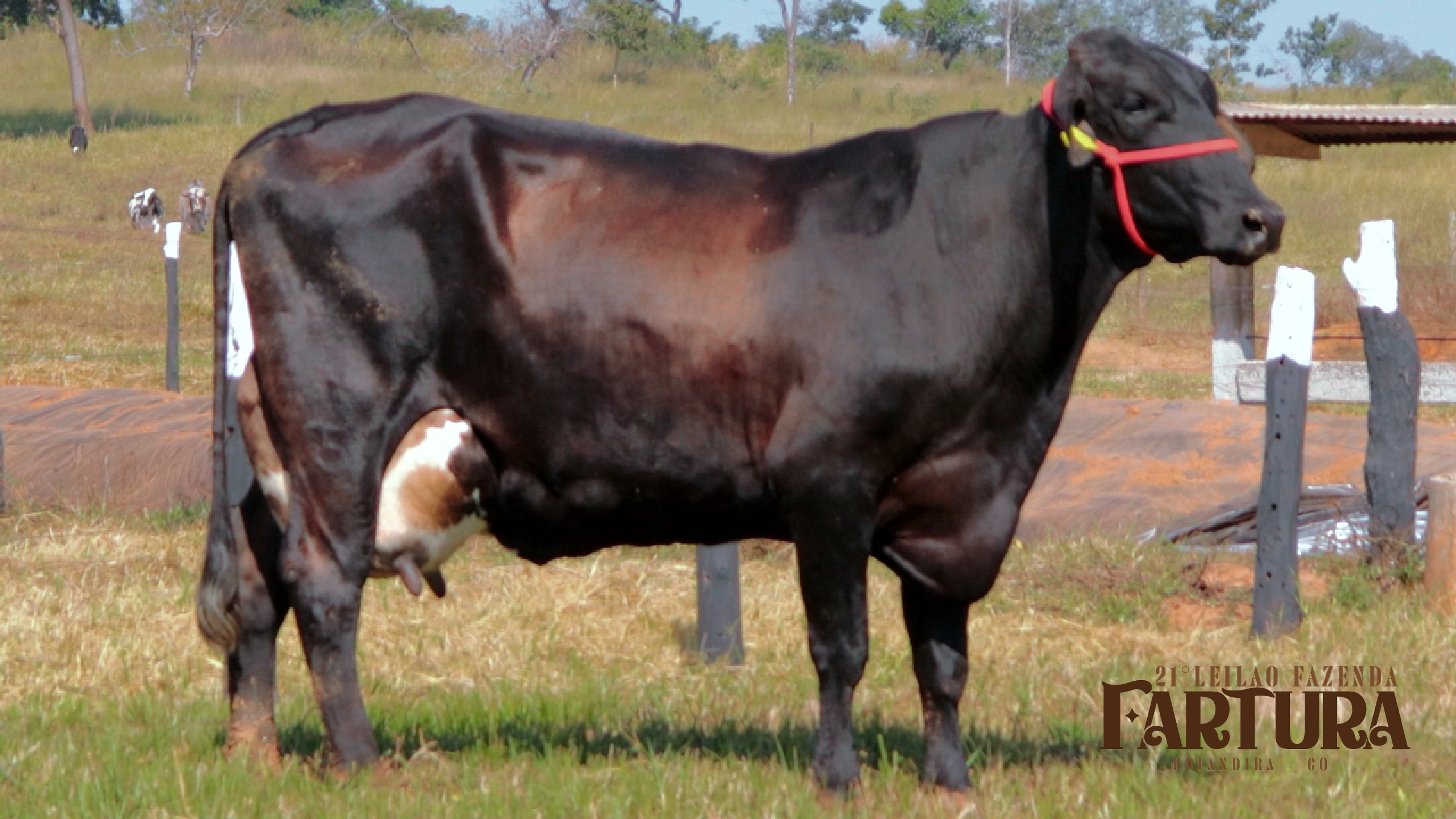 VACA GIROLANDO ( BRINCO 5150)