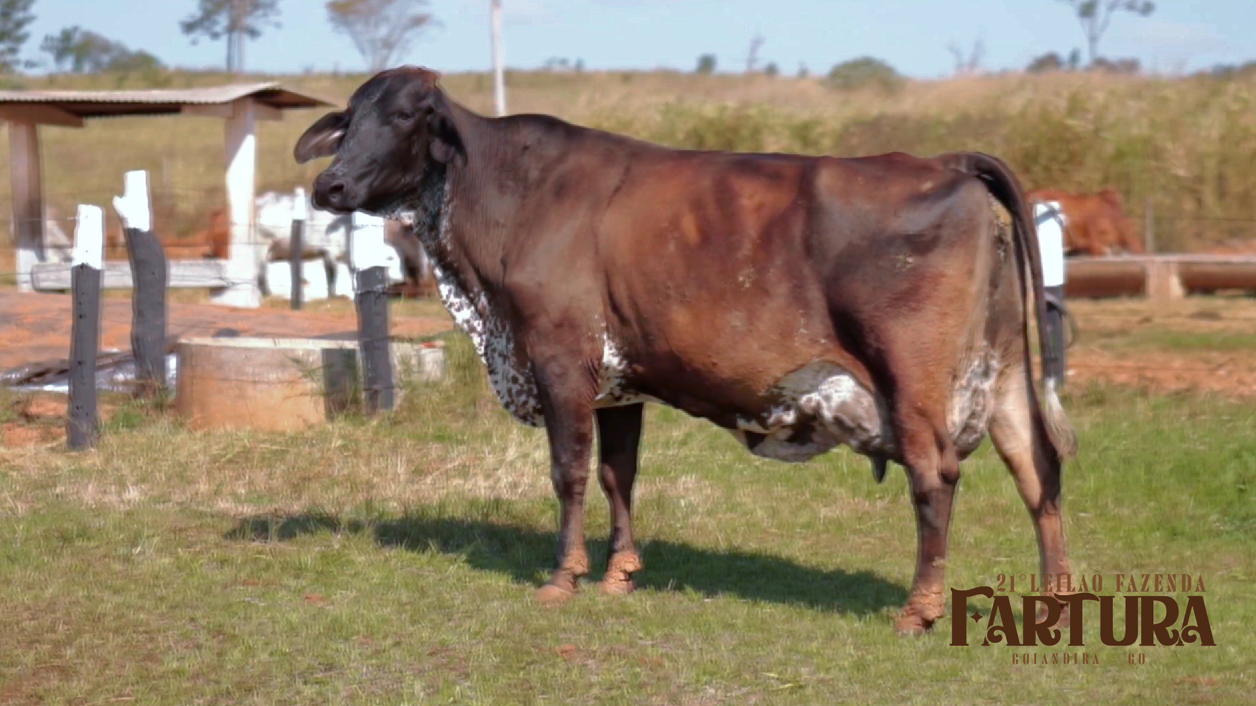 GIROLANDO - CASTANHA COM PRETO