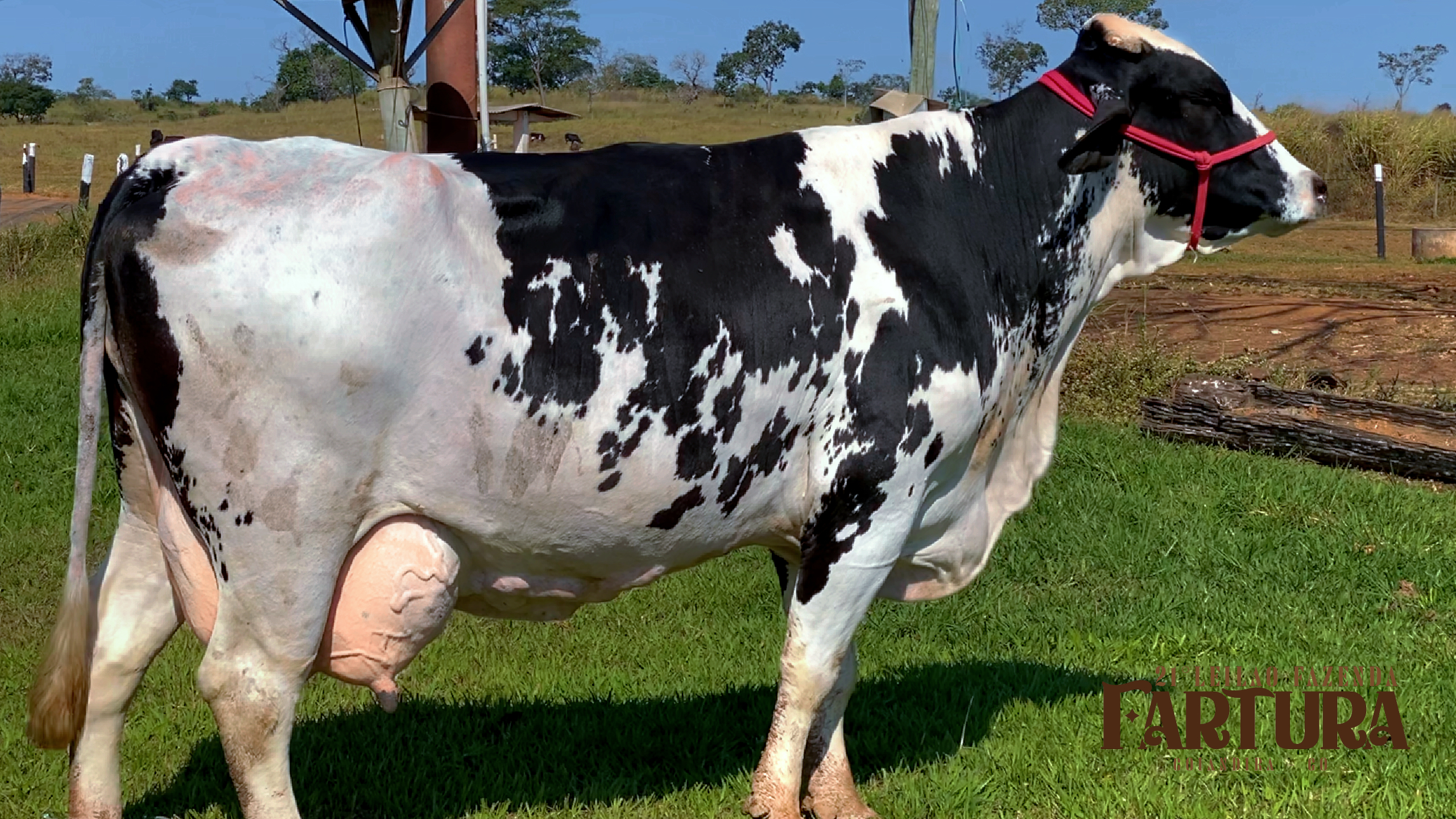 VACA GIROLANDA - MÁXIMA 3°CRIA