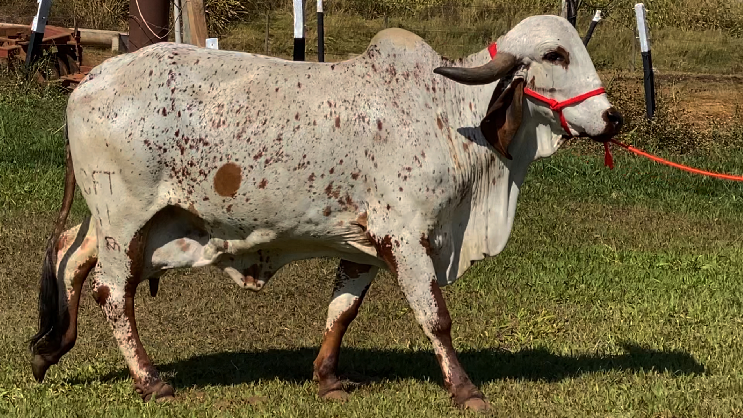 CAMPONESA FARTURA CFT 11