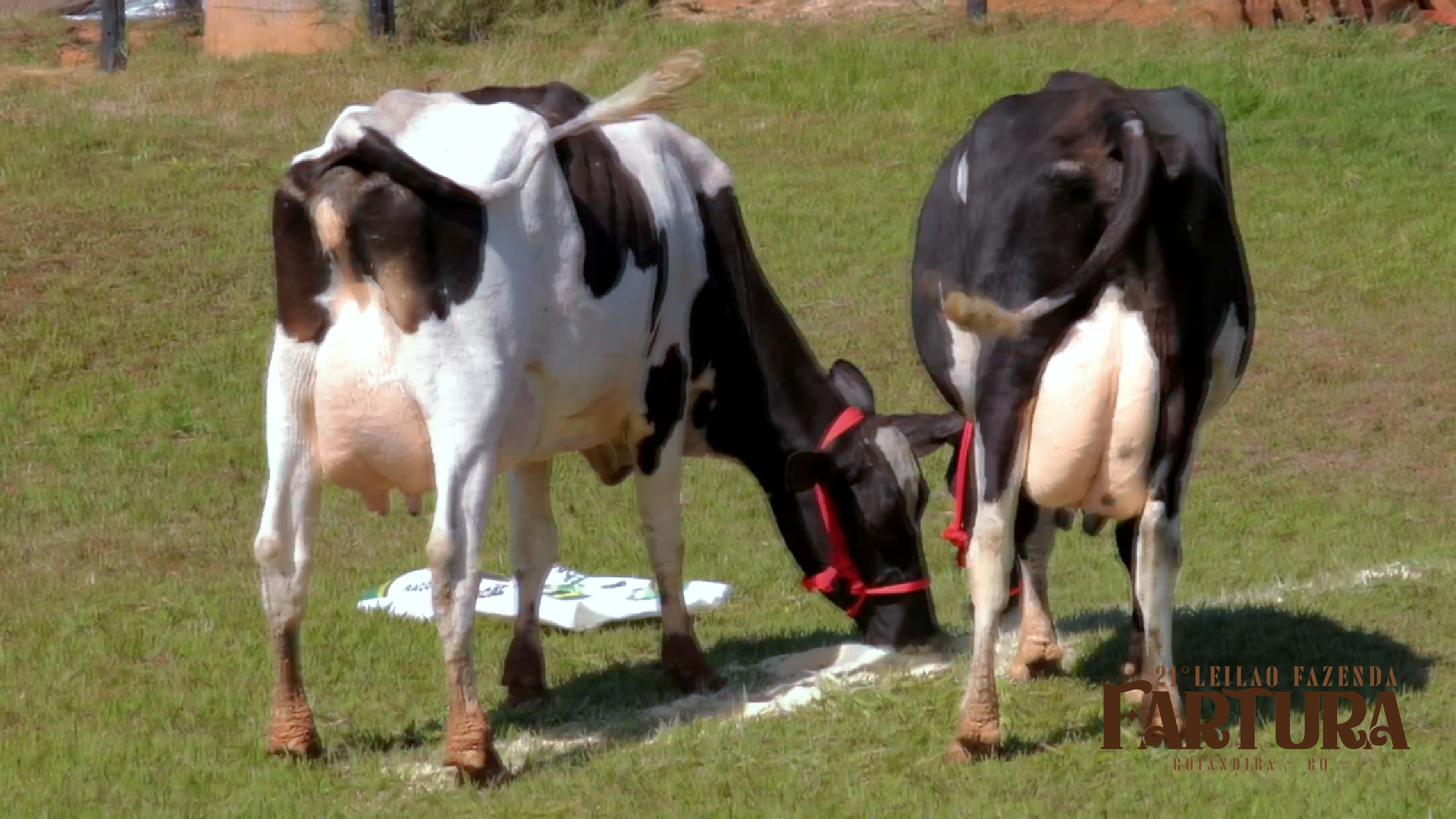 DUAS VACAS EM LACTAÇÃO BRINCO 158 E UMA SEM BRINCO
