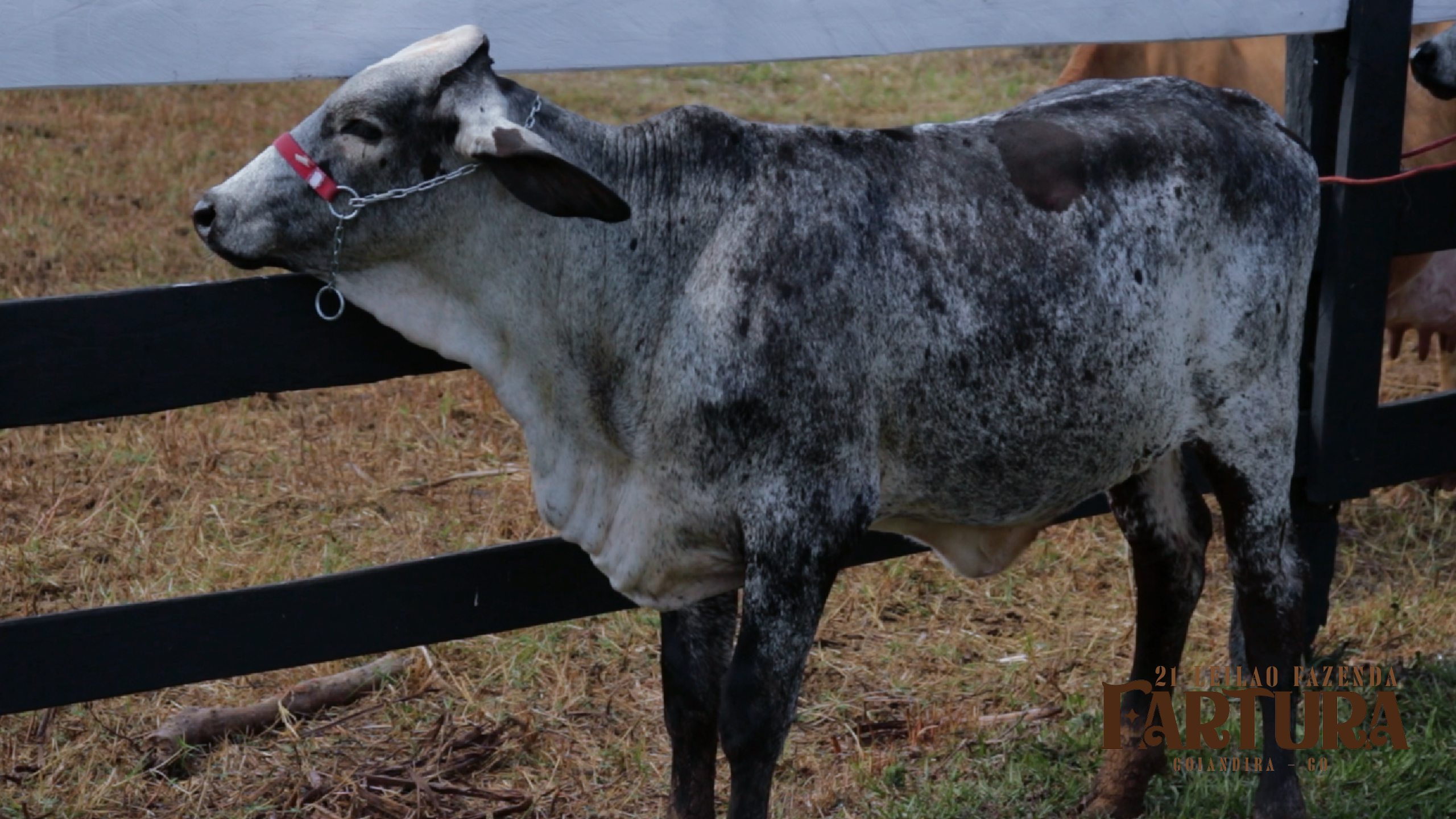 3 BEZERRAS - FIV 5 MESES