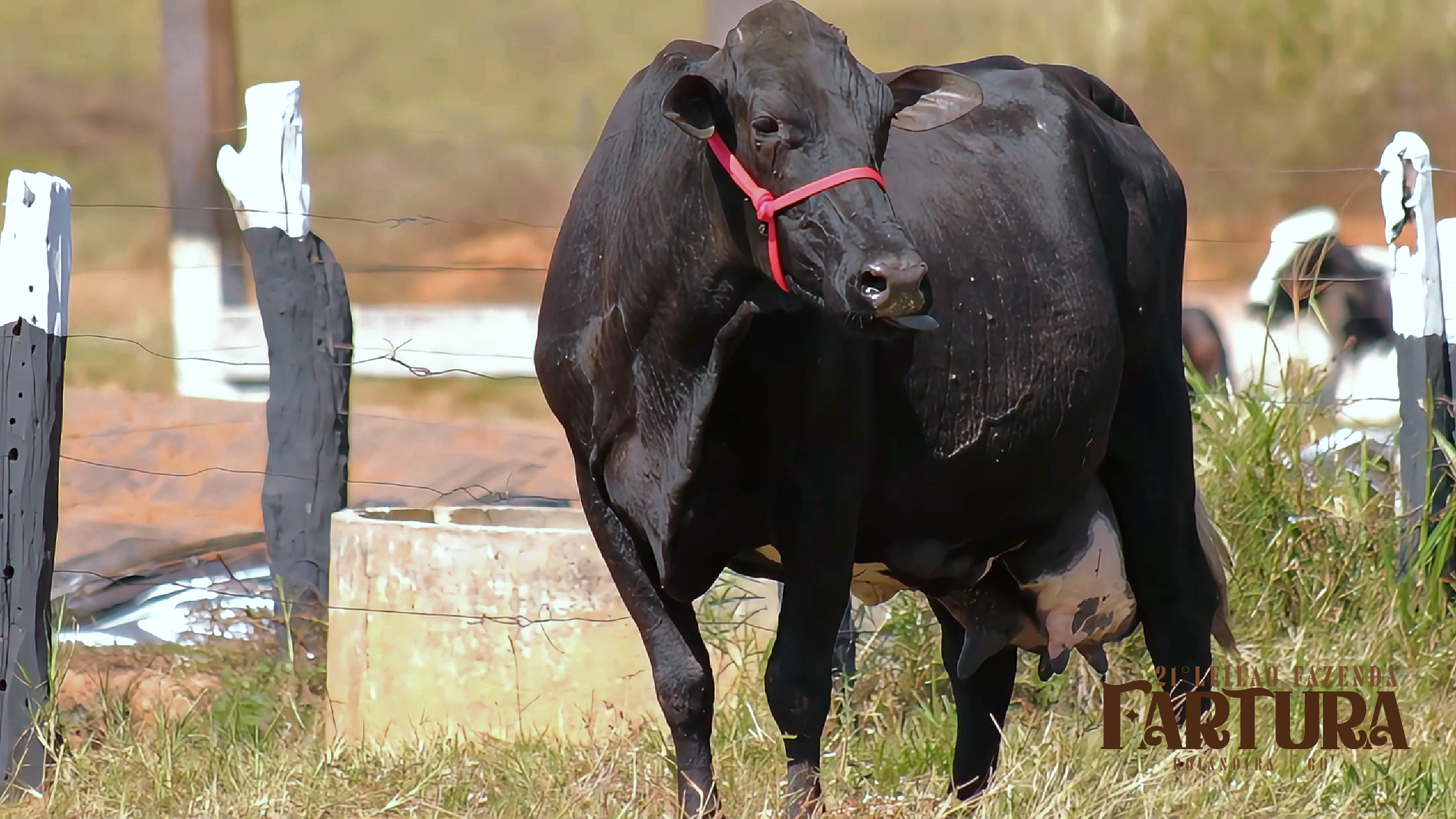 VACA GIROLANDO - BRINCO 7354