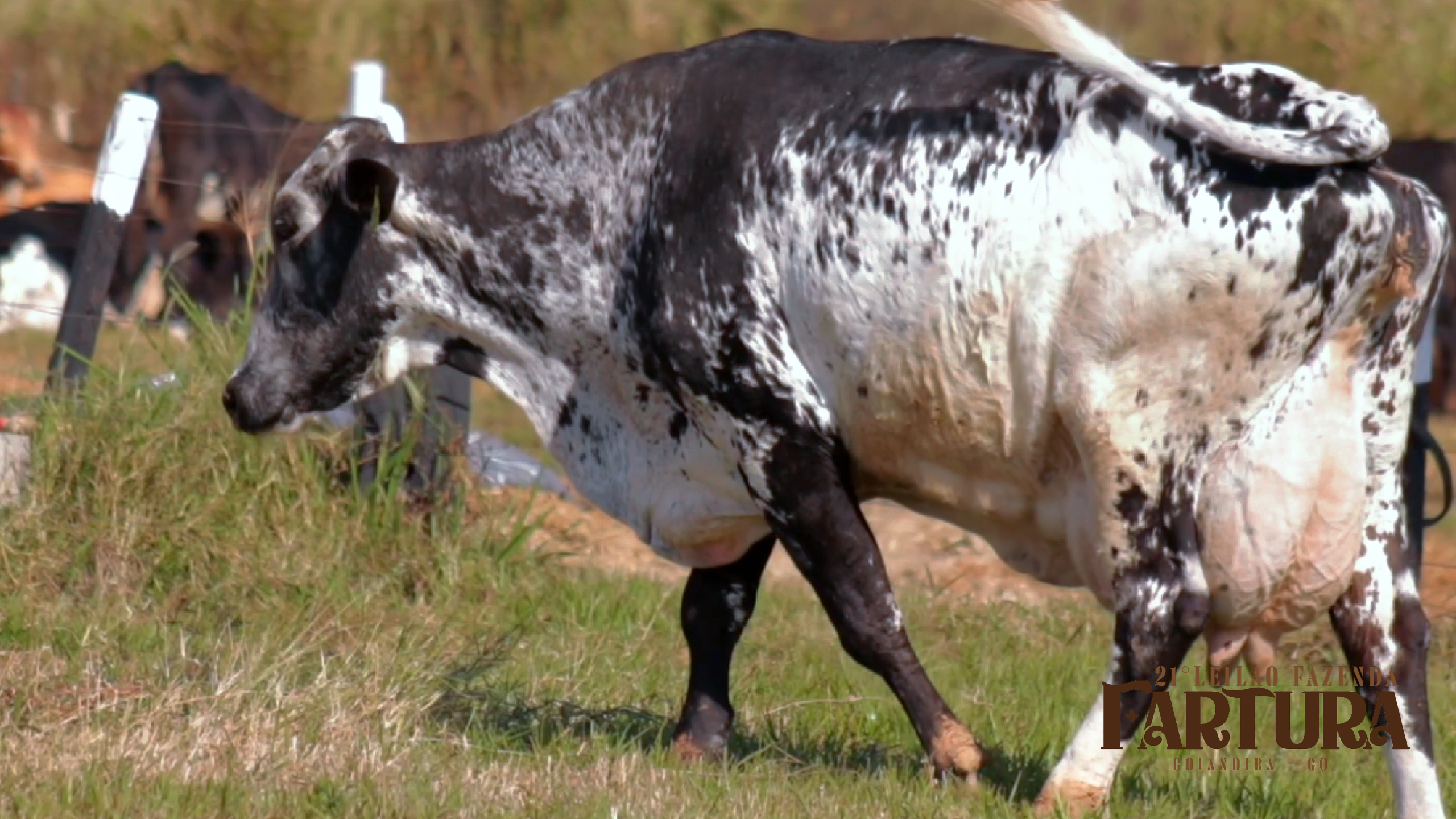 DUAS VACAS EM LACATÇÃO - MOIRA E HOLANDESA