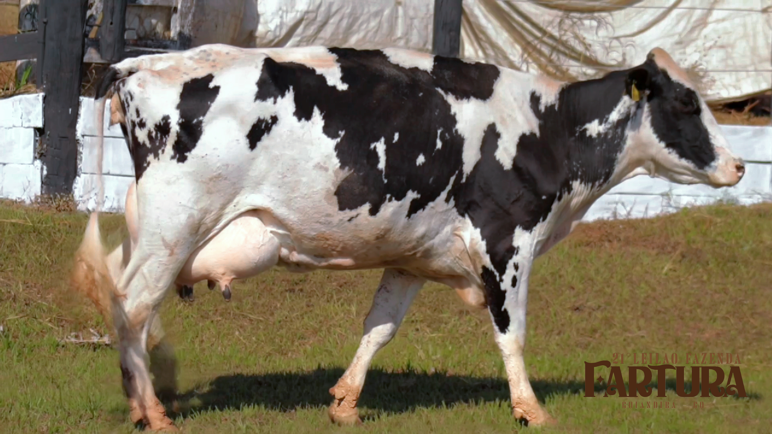 VACA EM LACTAÇÃO ( BRINCO 74796)