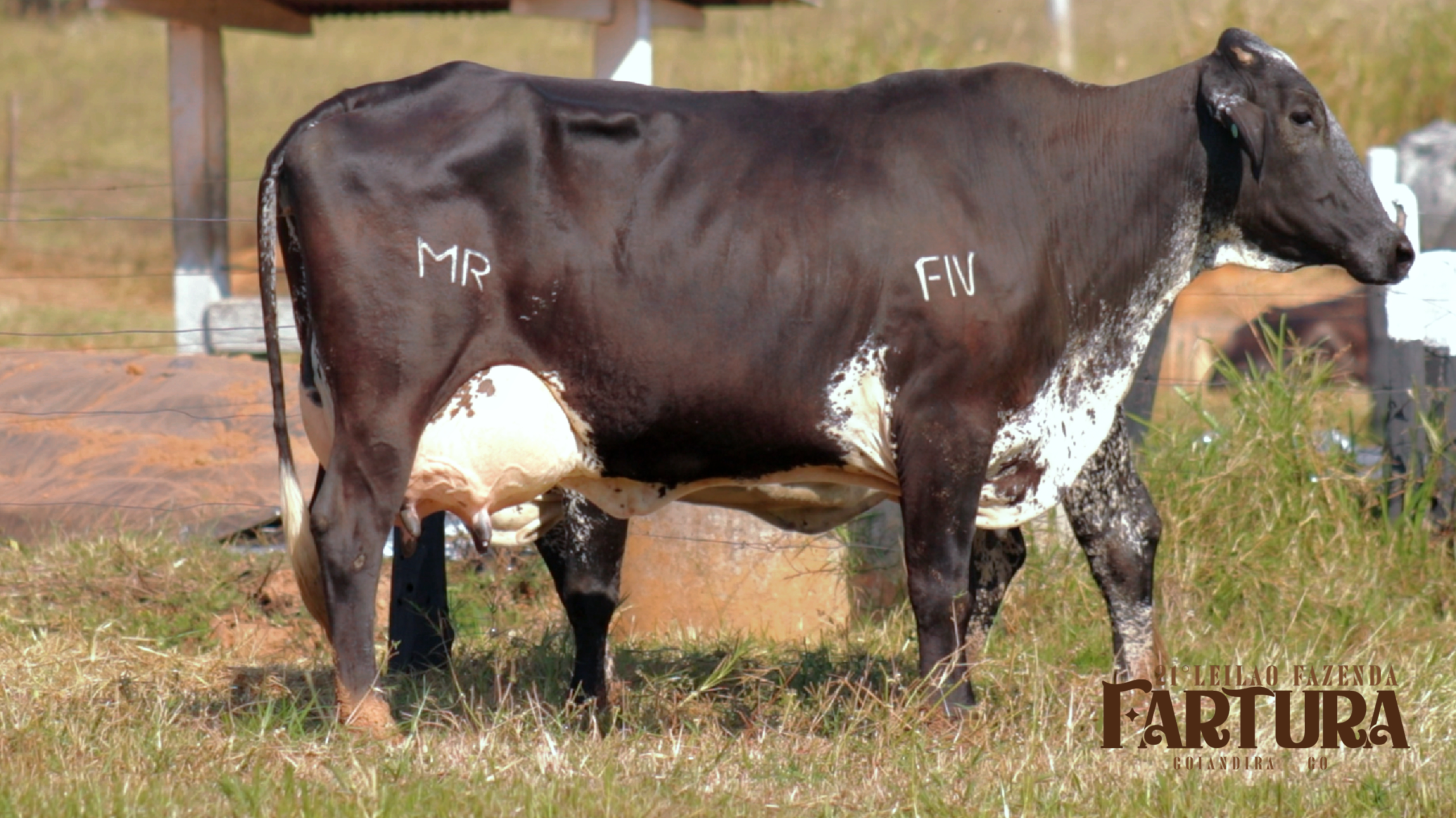 VACAS EM LACTACÃO - GARDA 016 E 1692