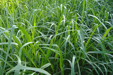 Brachiaria Brizantha Cv Brs Piatã - Jc Maschietto