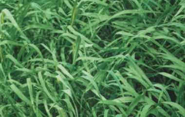 Brachiaria Brizantha Cv Marandu (braquiarão) - Jc Maschietto