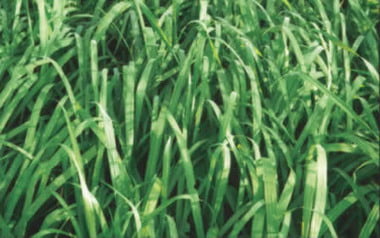 Panicum Maximum Cv Tanzânia-1 - Jc Maschietto