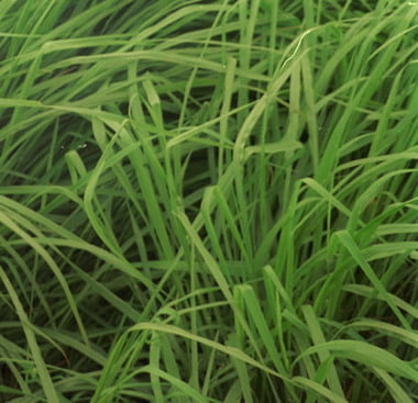 Panicum Maximum Cv Massai - Jc Maschietto