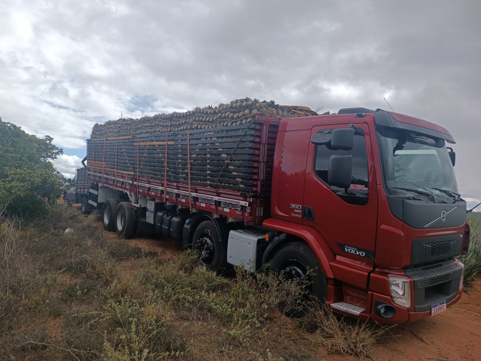 Produtora e Distribuidora de Abacaxi