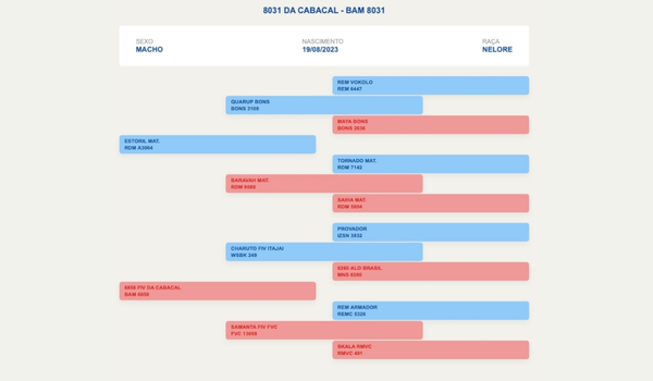BAM 8031 – Nelore P.O.