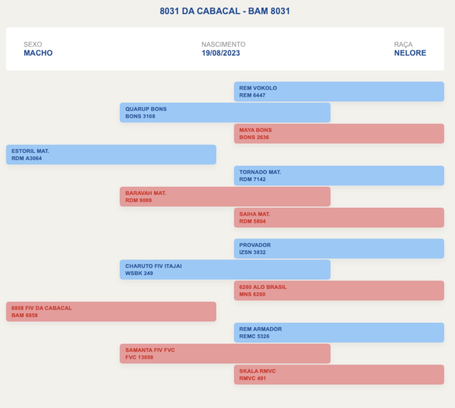 BAM 8031 – Nelore P.O.