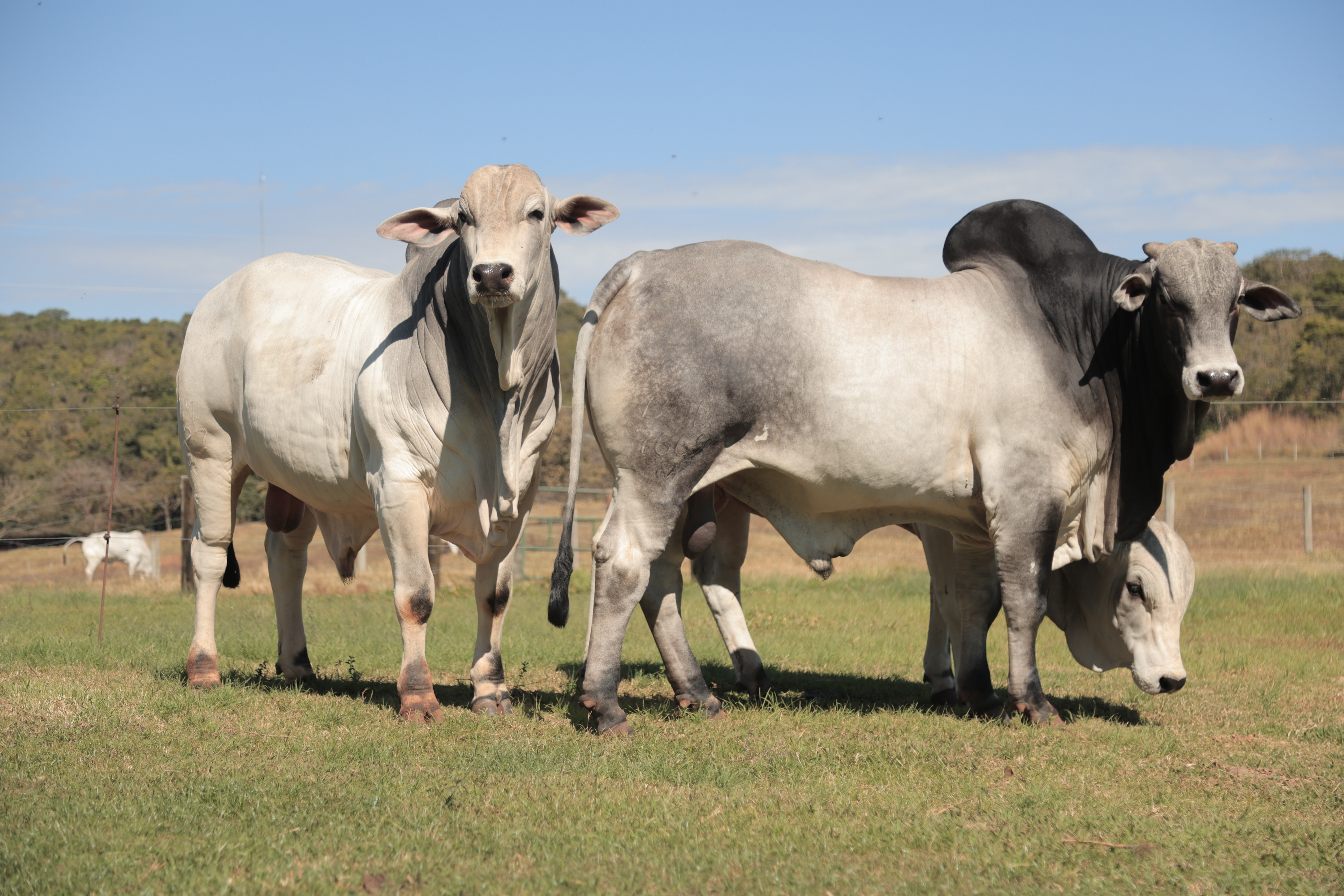 BAM 8031 – Nelore P.O.