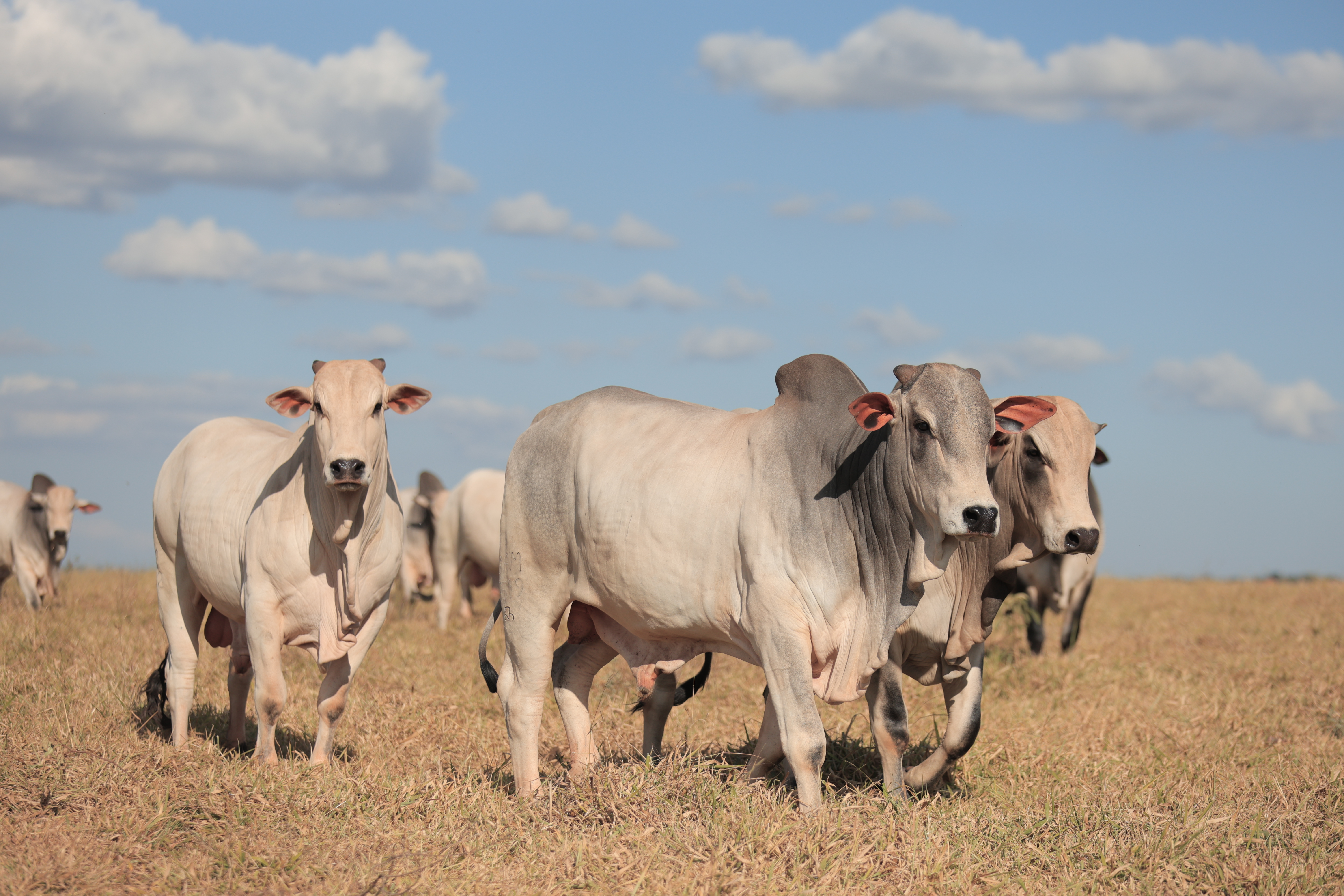 BAM 8031 – Nelore P.O.