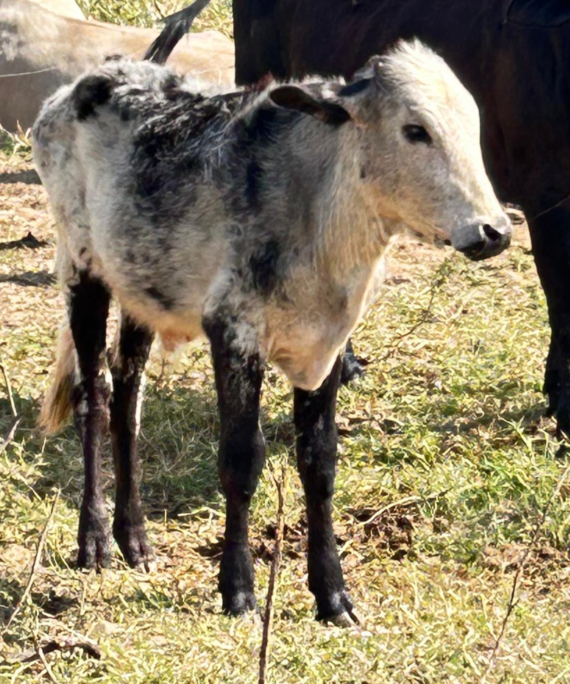 10 BEZERROS (MACHO E FÊMEA)