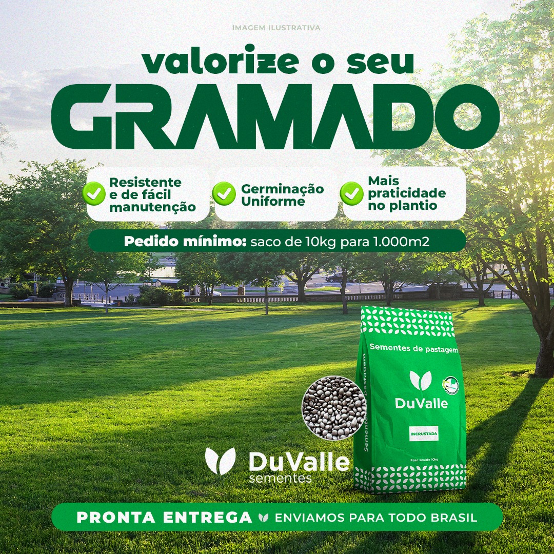 semente de batatais