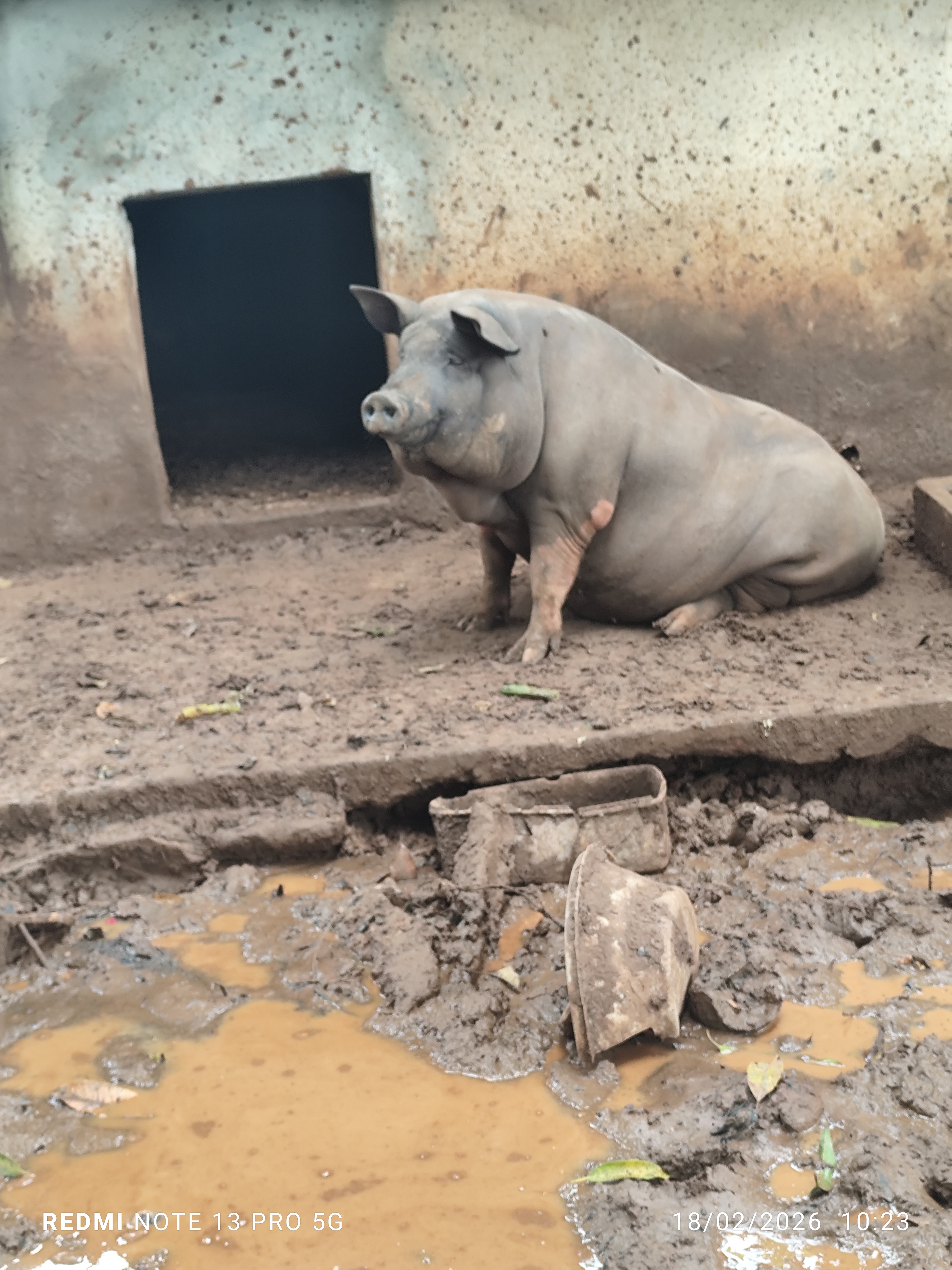 vendo 2 porcas gordas