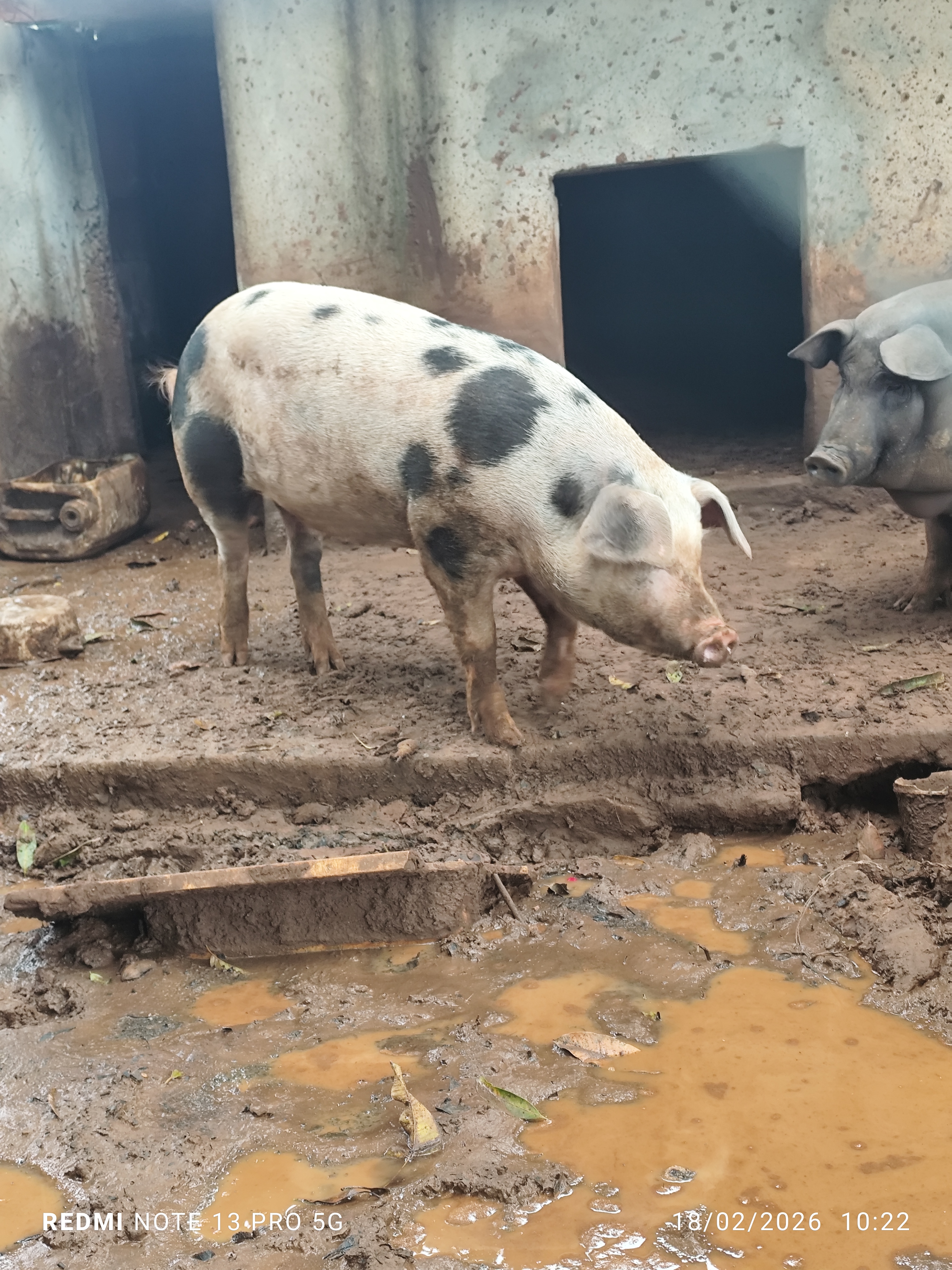 vendo 2 porcas gordas