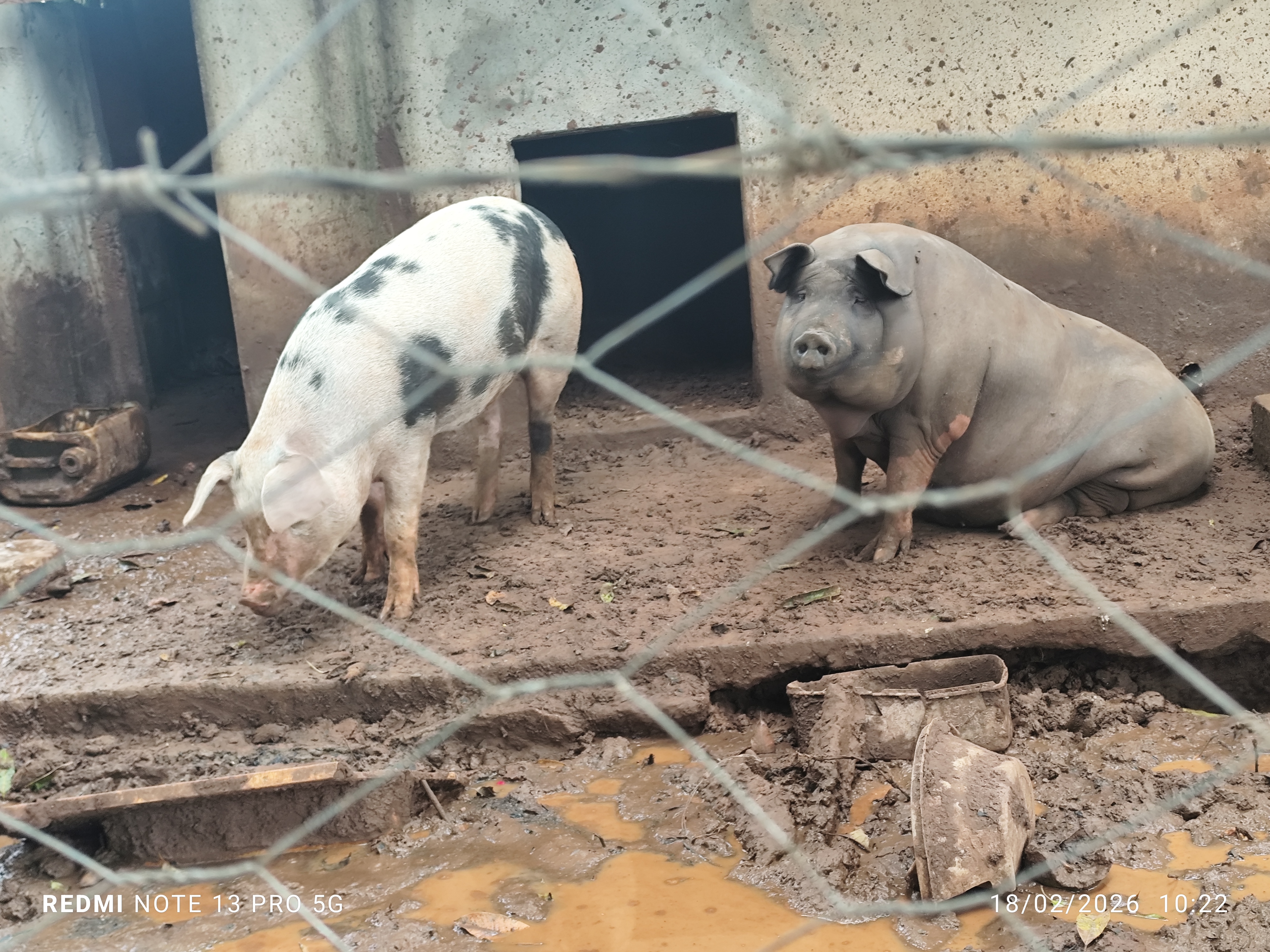 vendo 2 porcas gordas