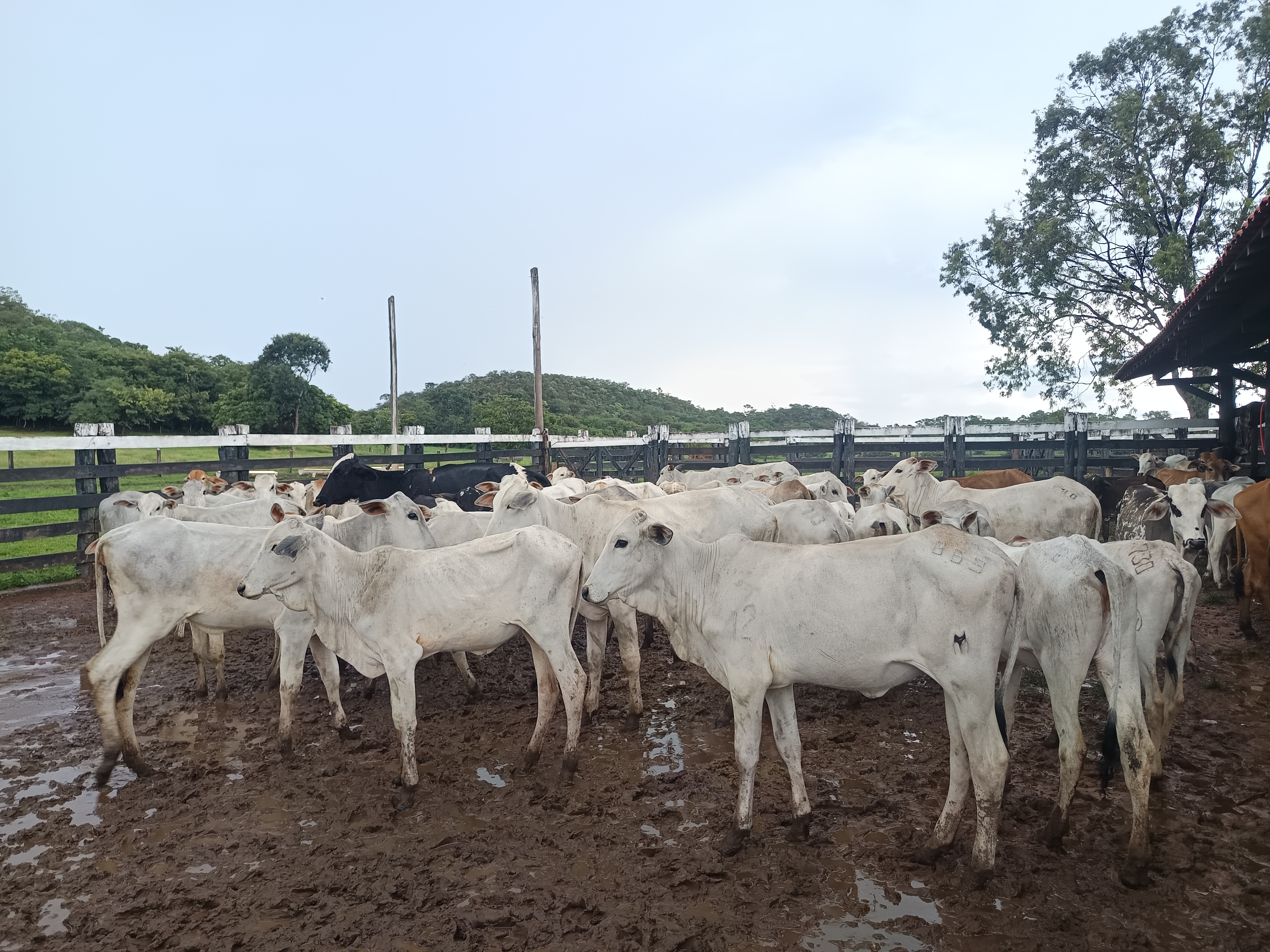 68 Bezerras e 27 Bezerros de 12 meses.