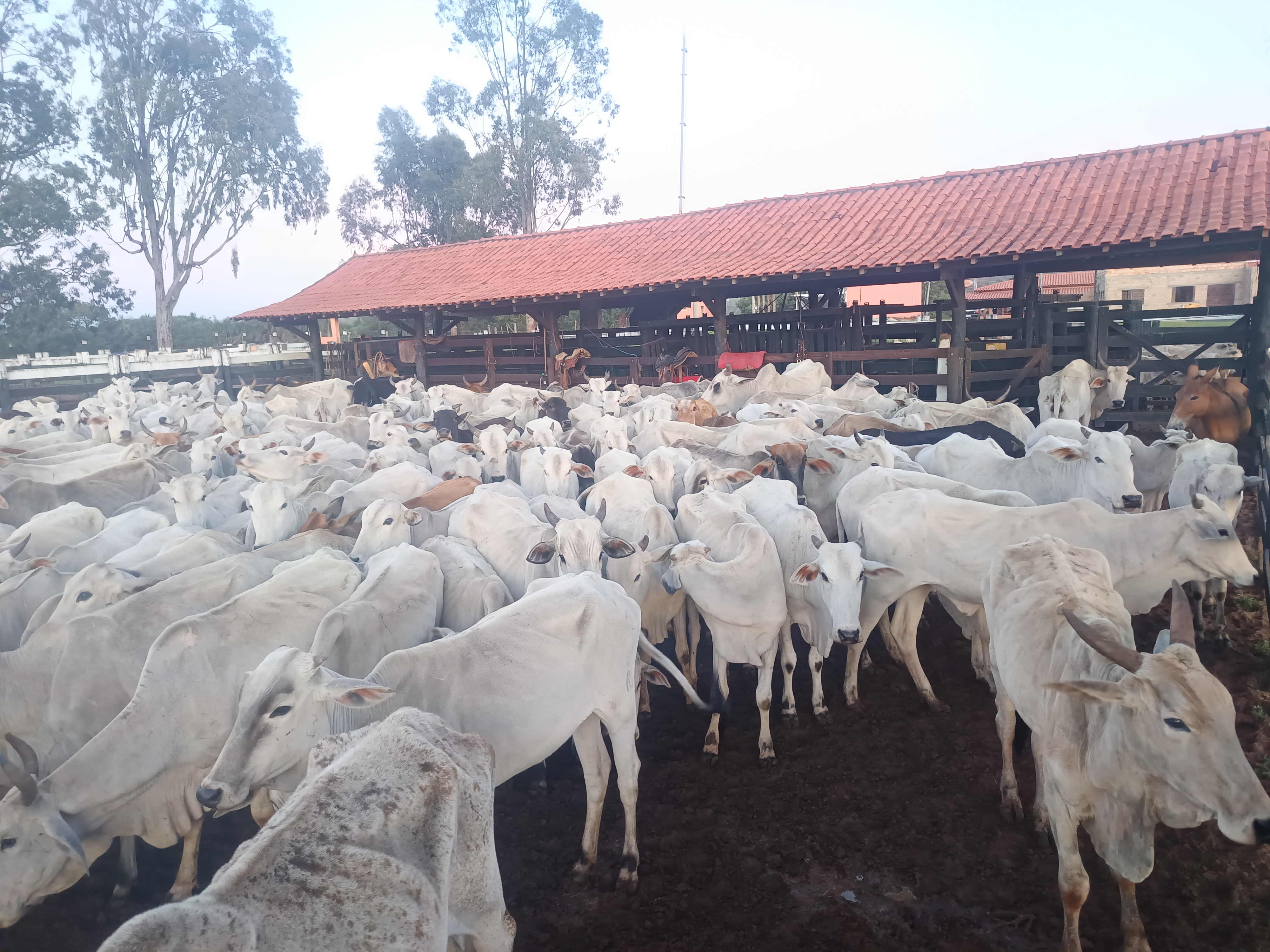 68 Bezerras e 27 Bezerros de 12 meses.