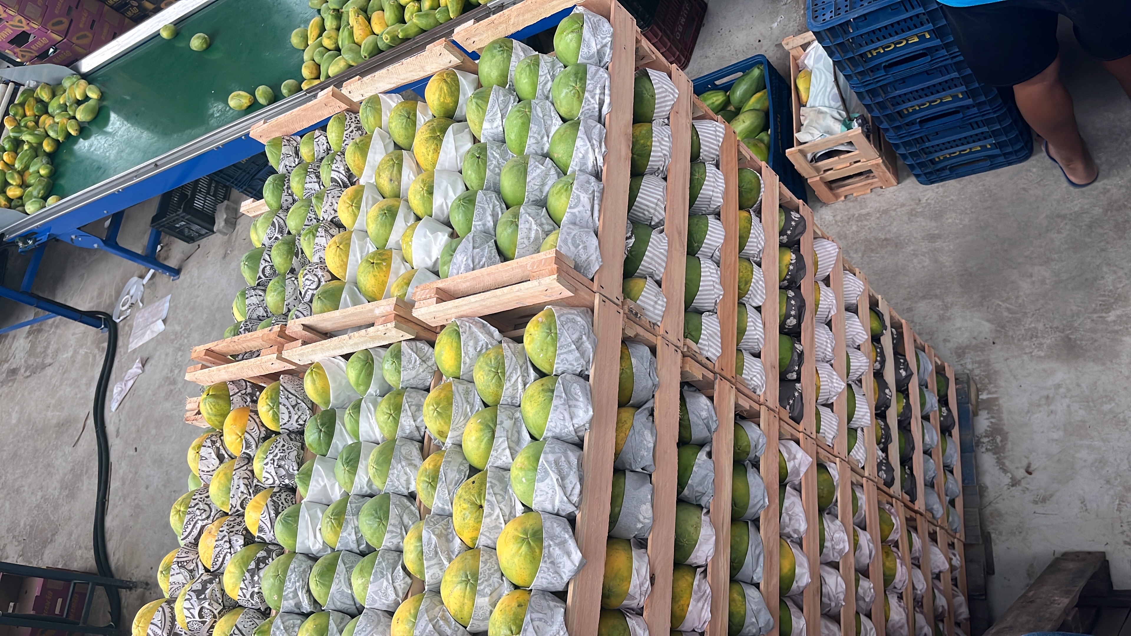 mamão Papaya