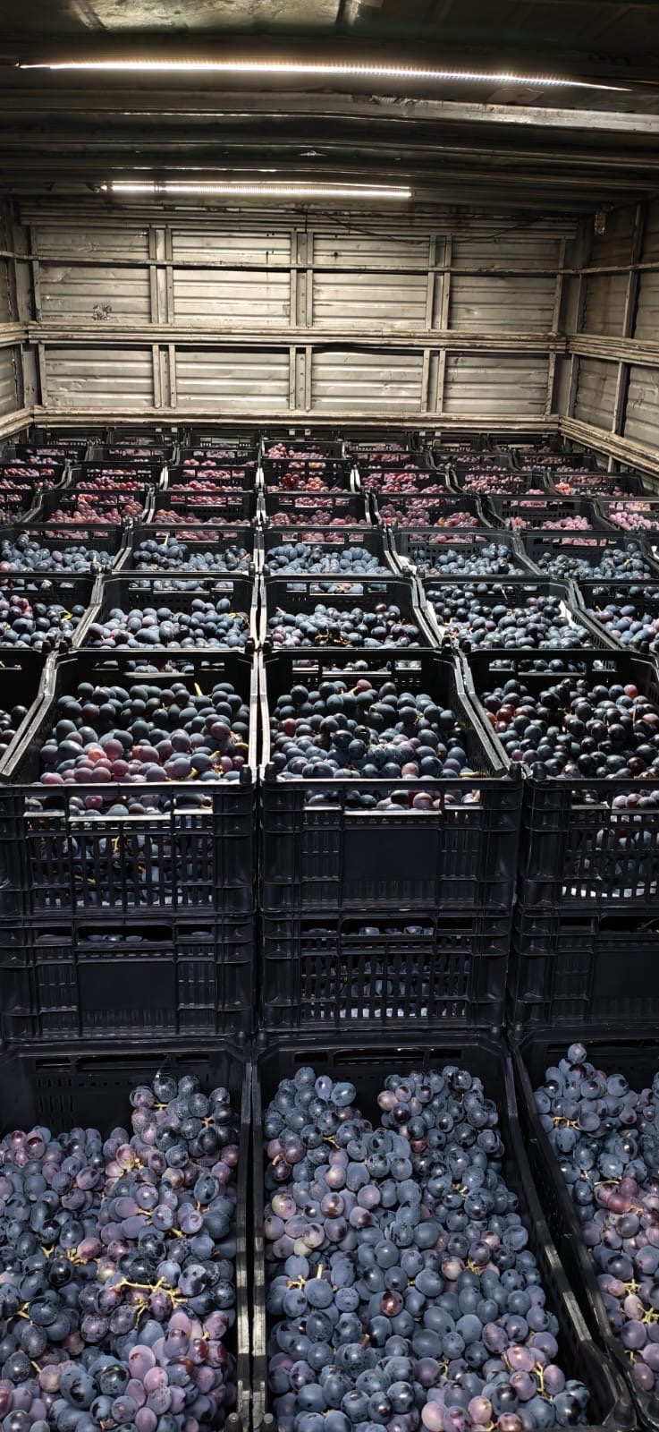 uvas