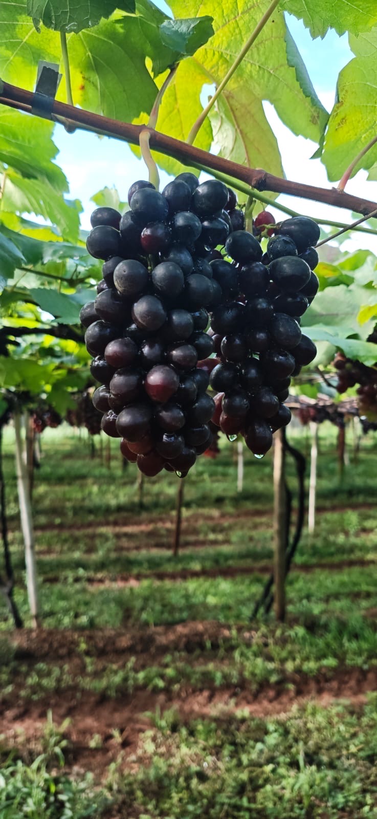 uvas