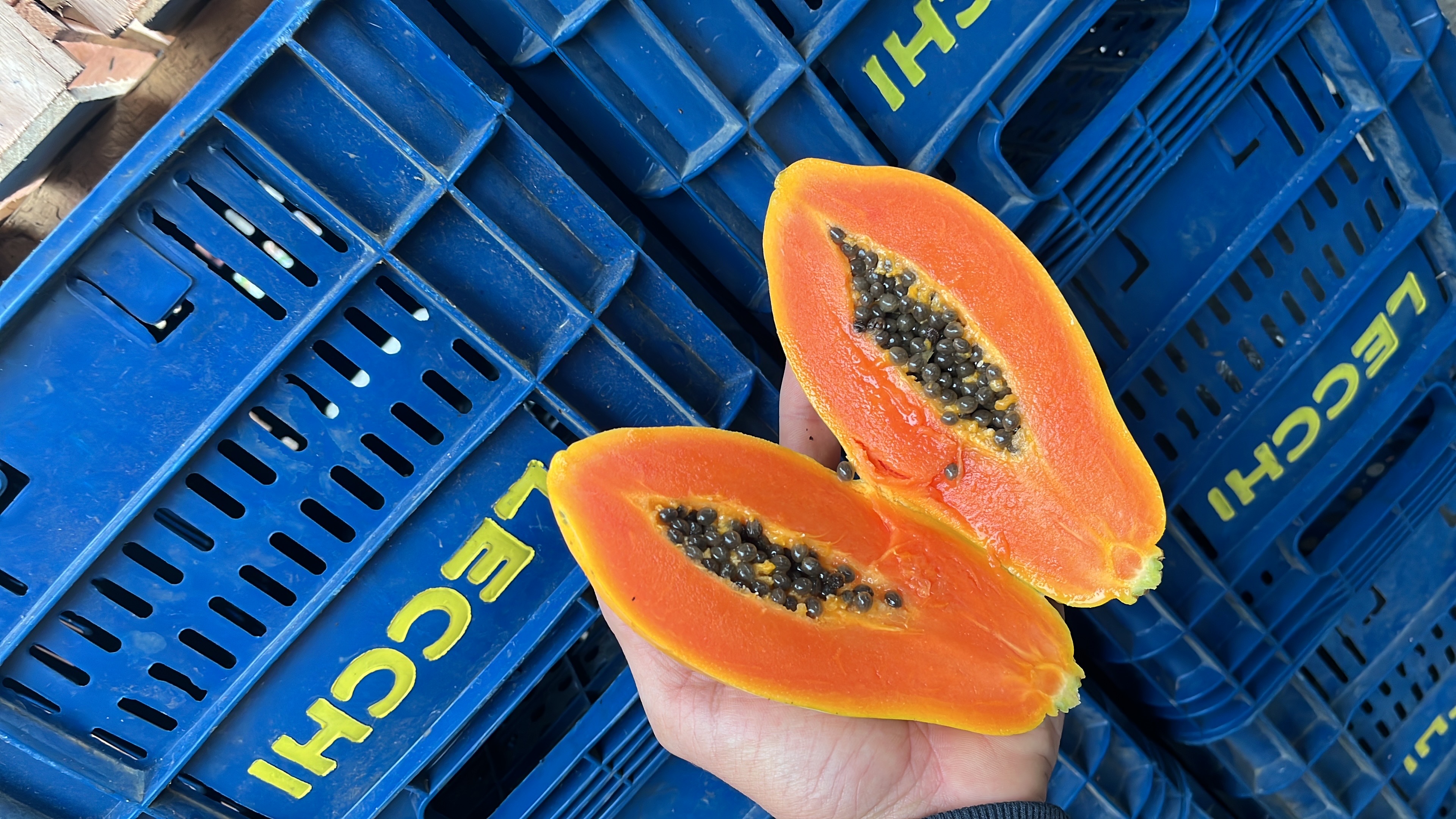 mamão Papaya