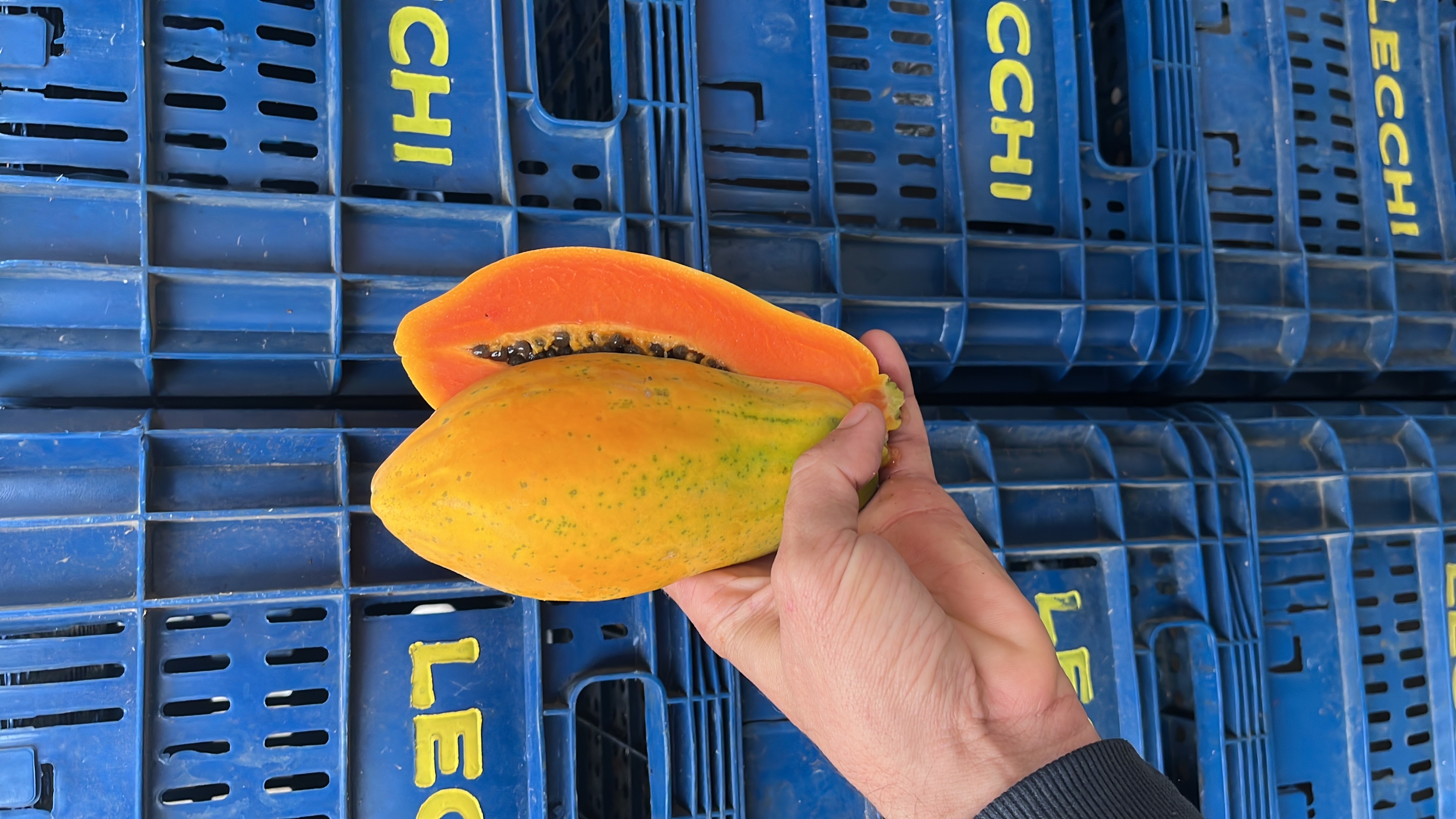 mamão Papaya