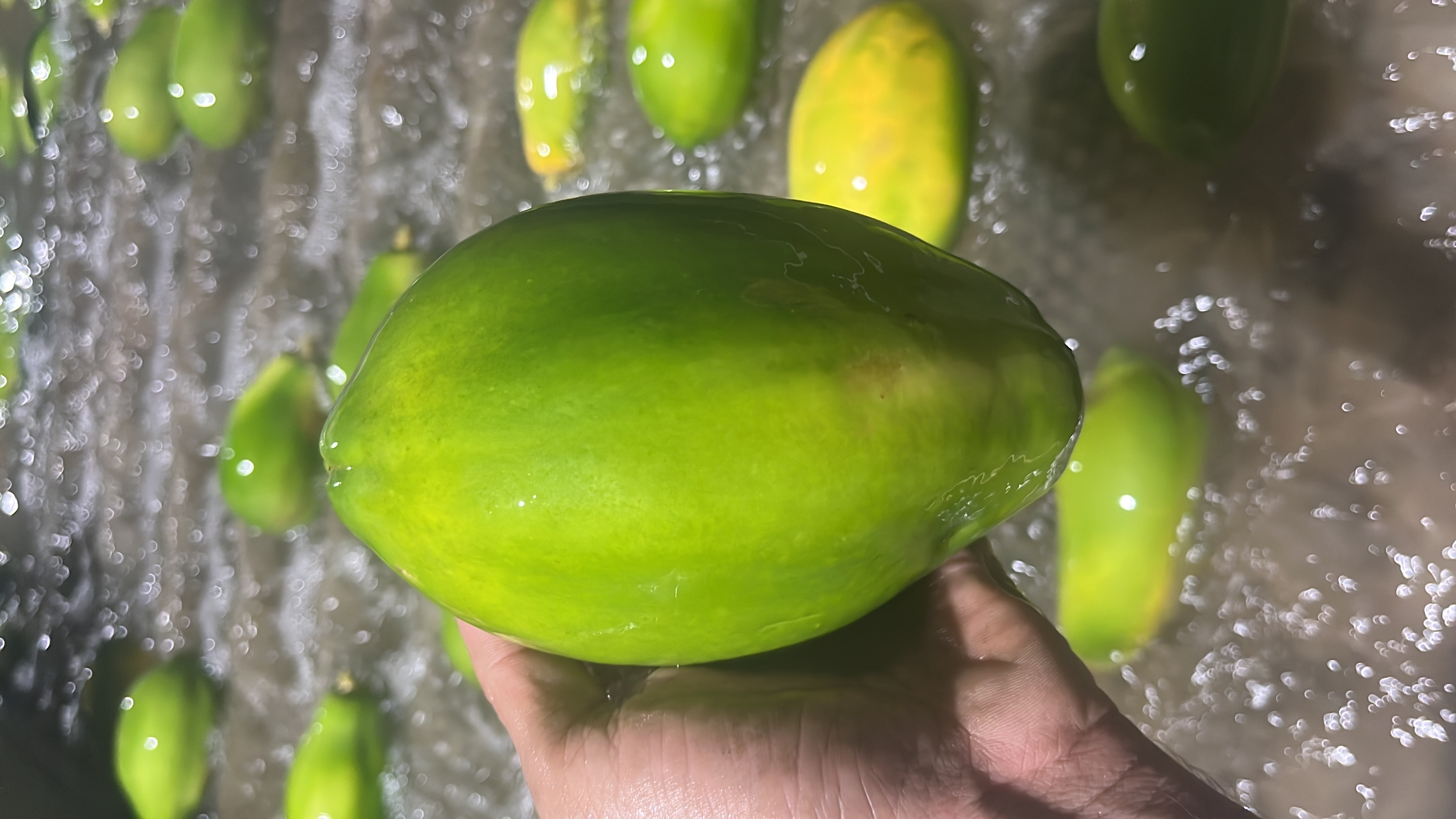 mamão Papaya