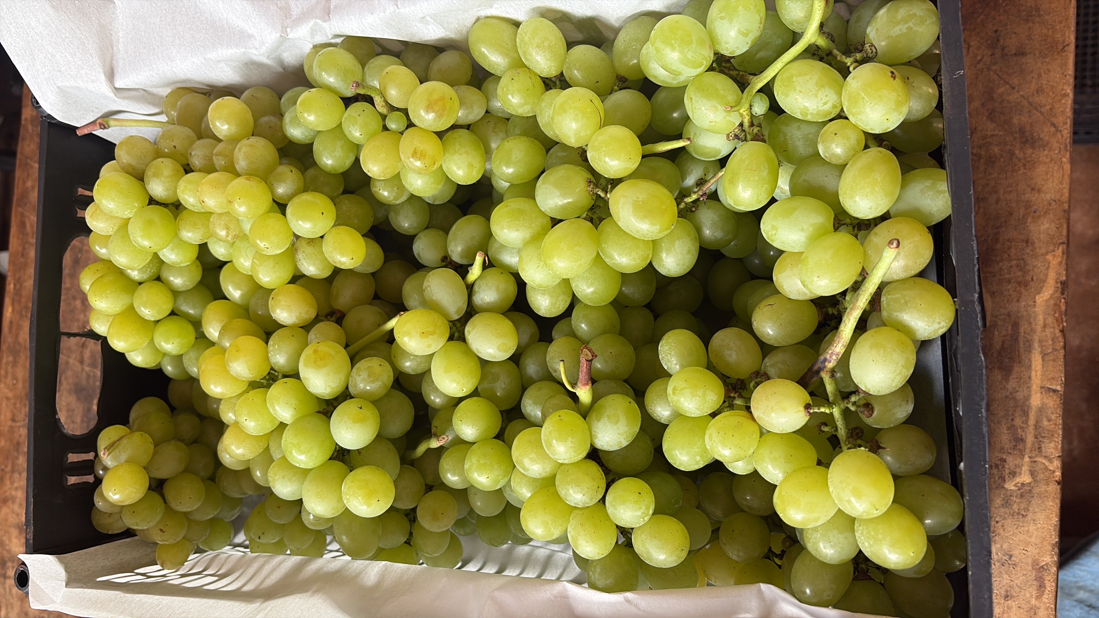 uvas