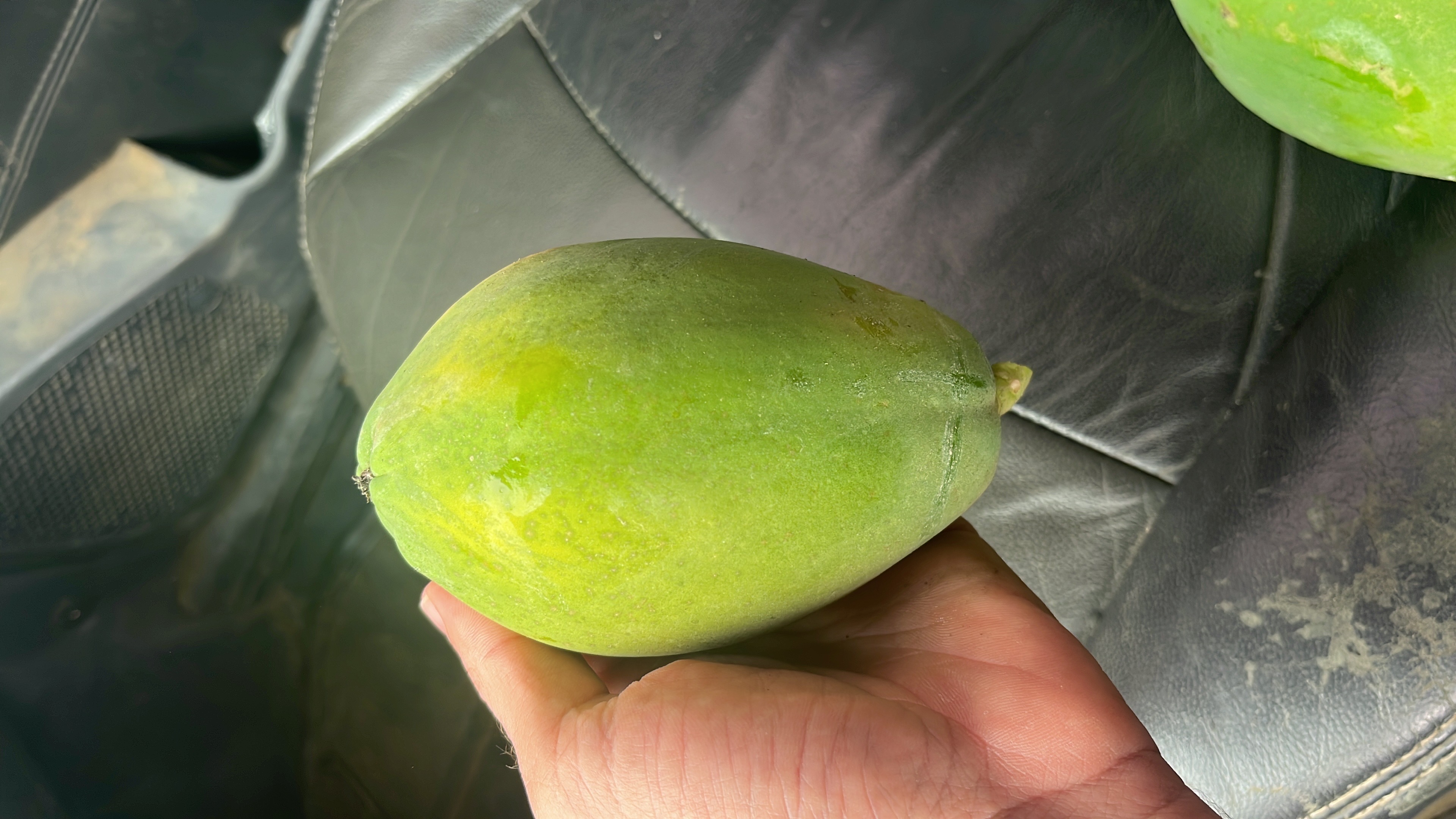 mamão Papaya