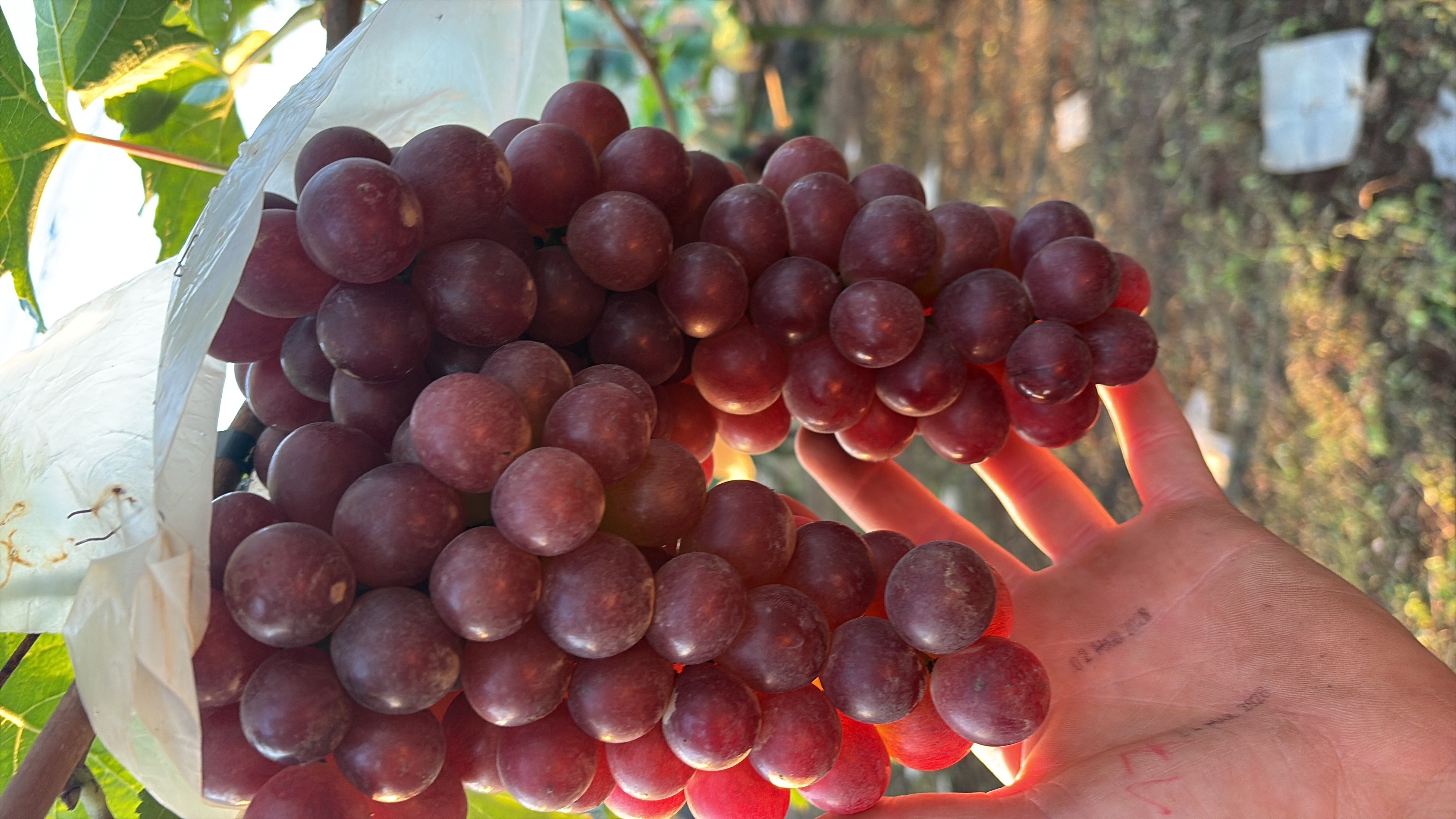 uvas