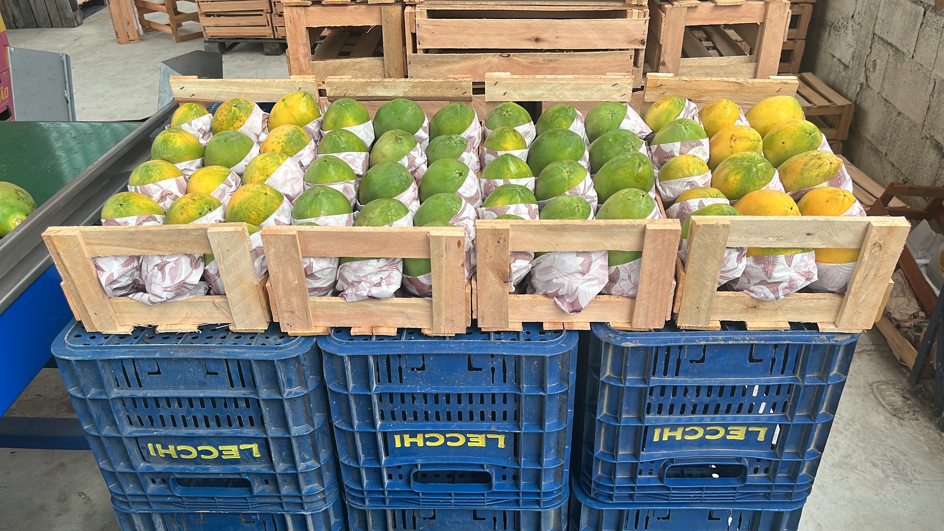 mamão Papaya