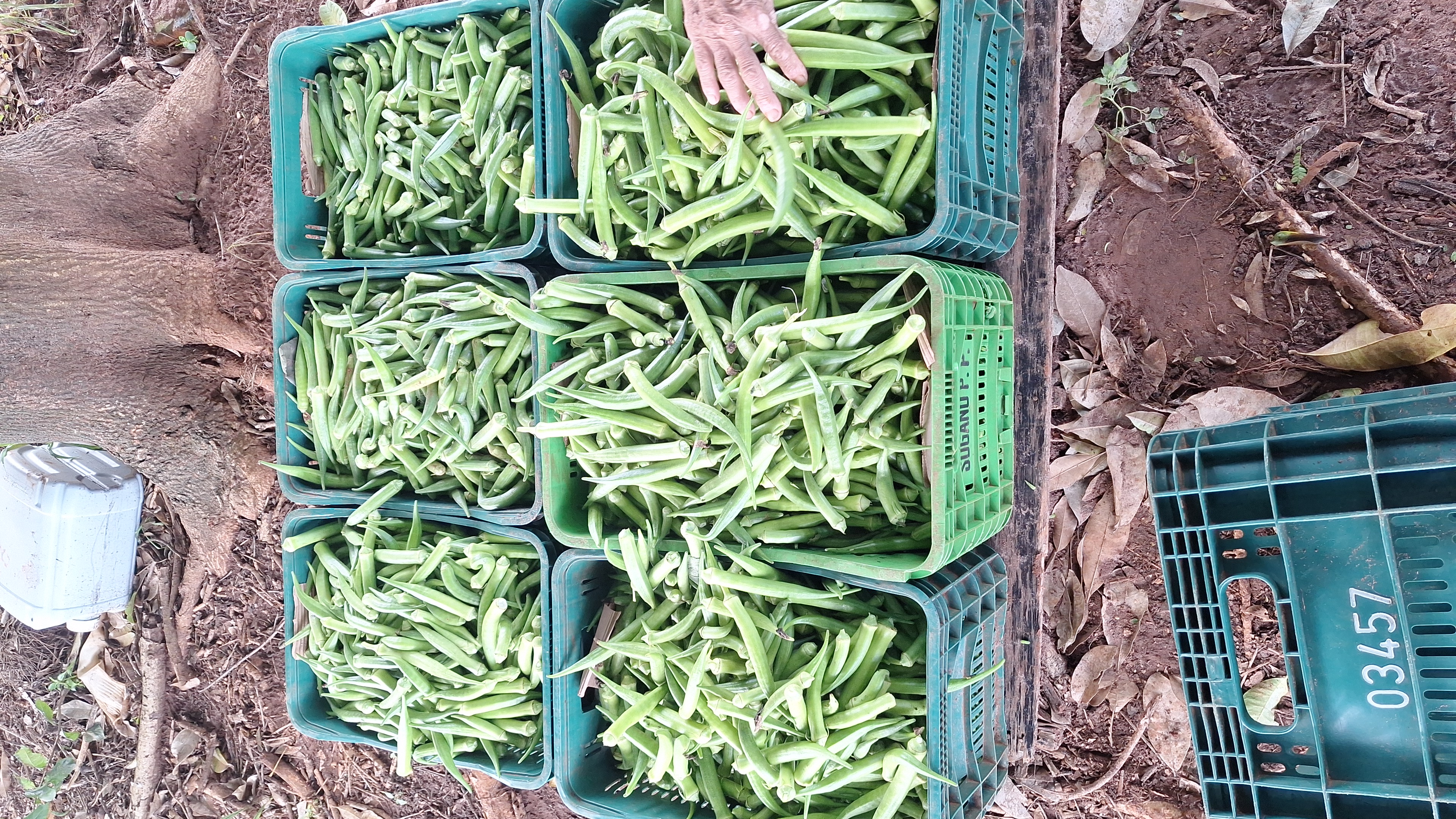 verduras