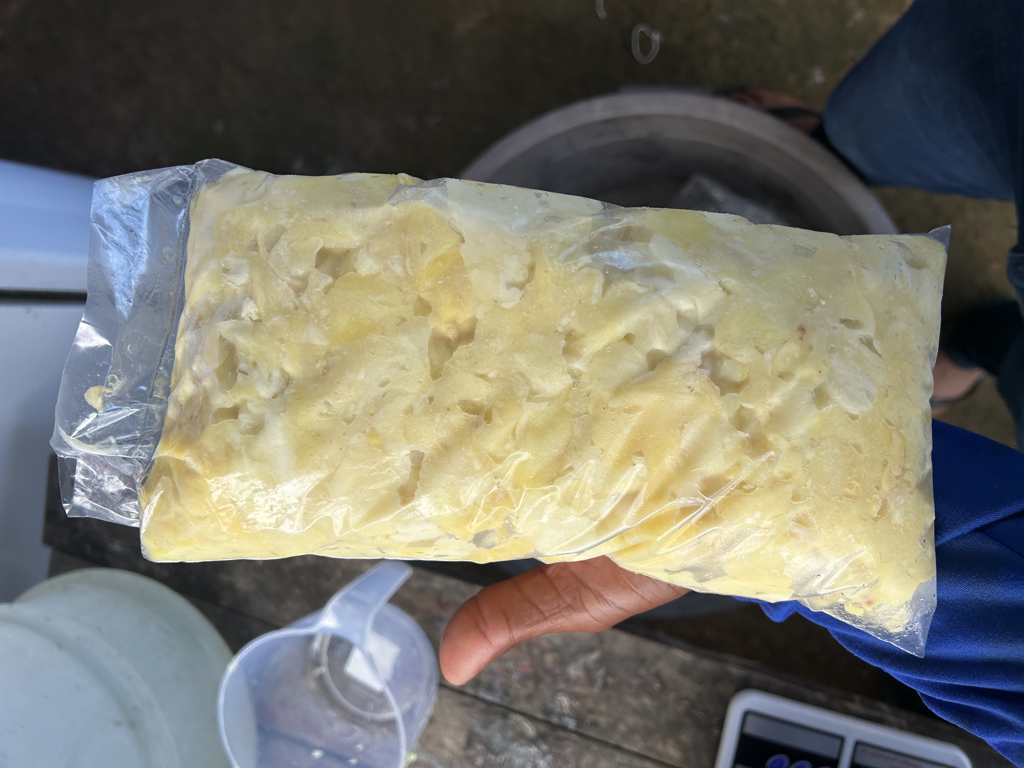 polpa de cupuaçu tesourada
