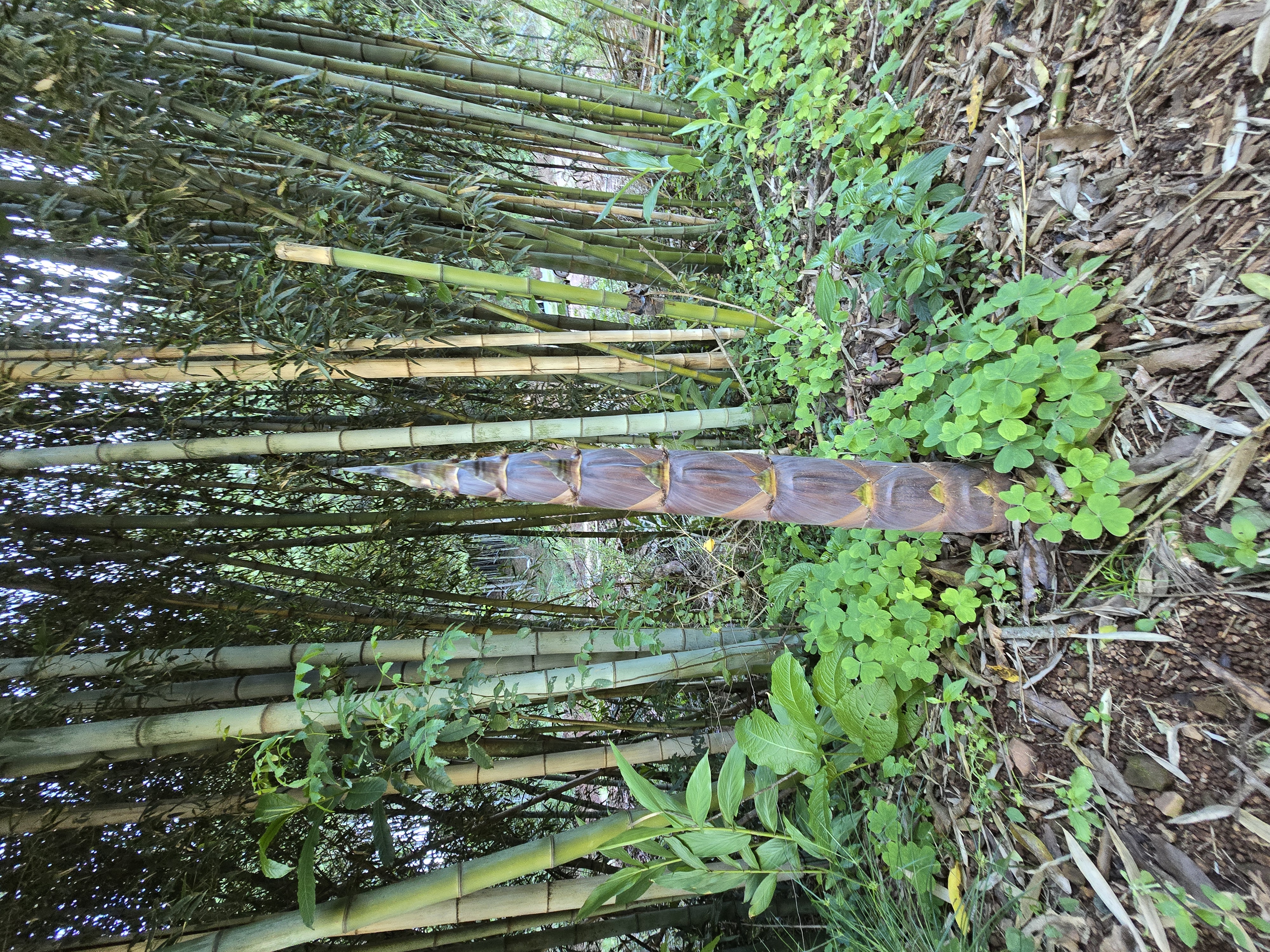 Broto de Bambu