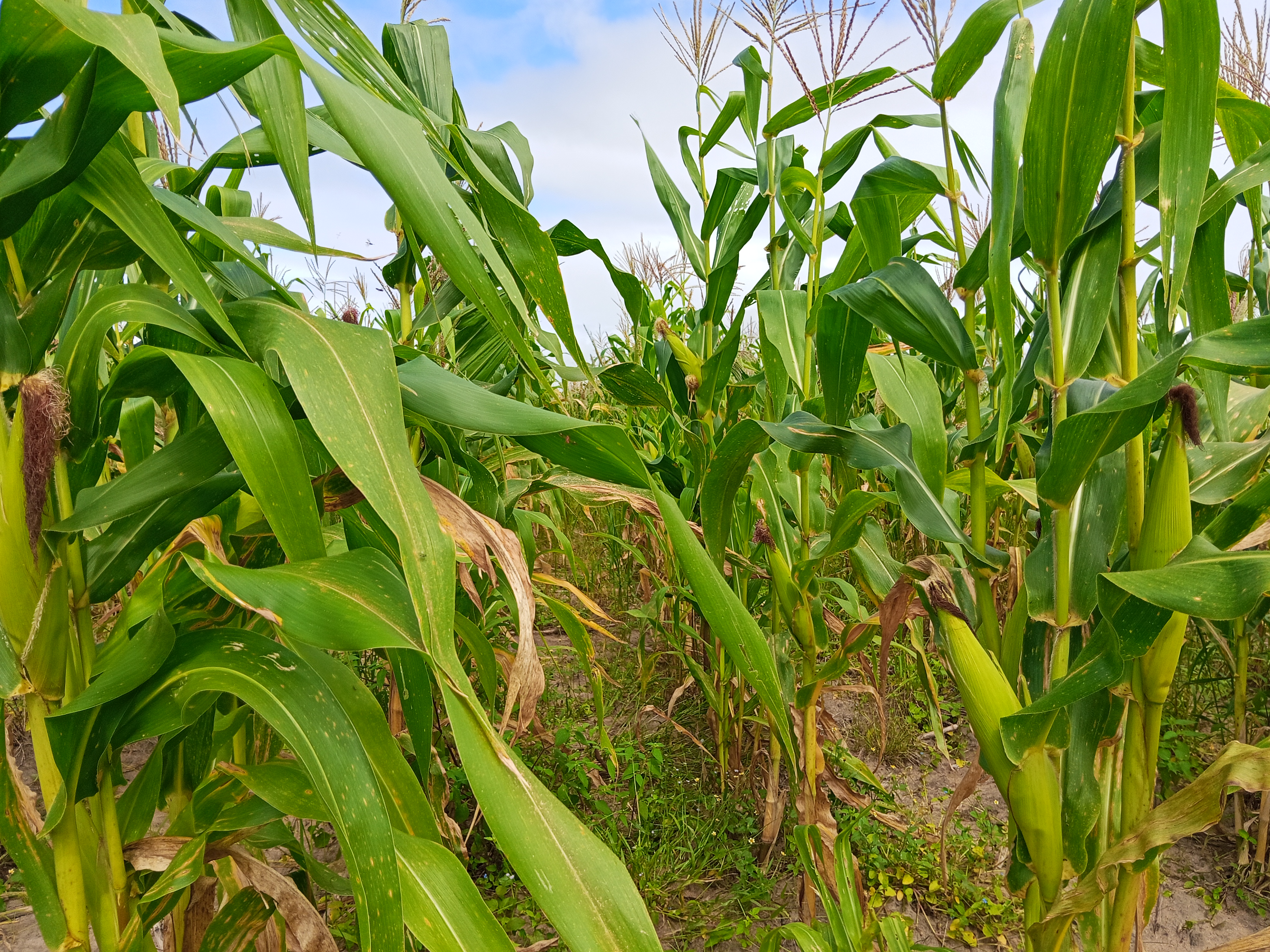 MILHARAL PARA SILAGEM À VENDA! 🌽